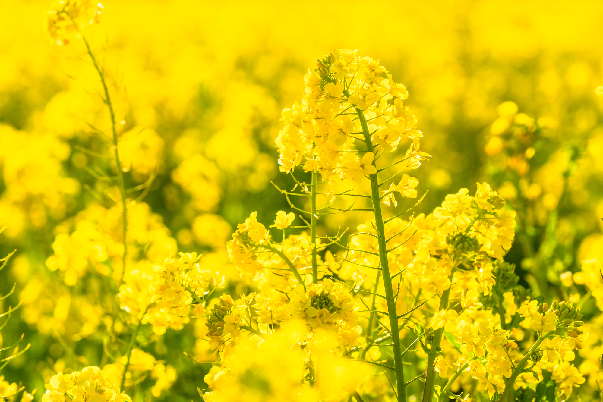 菜の花