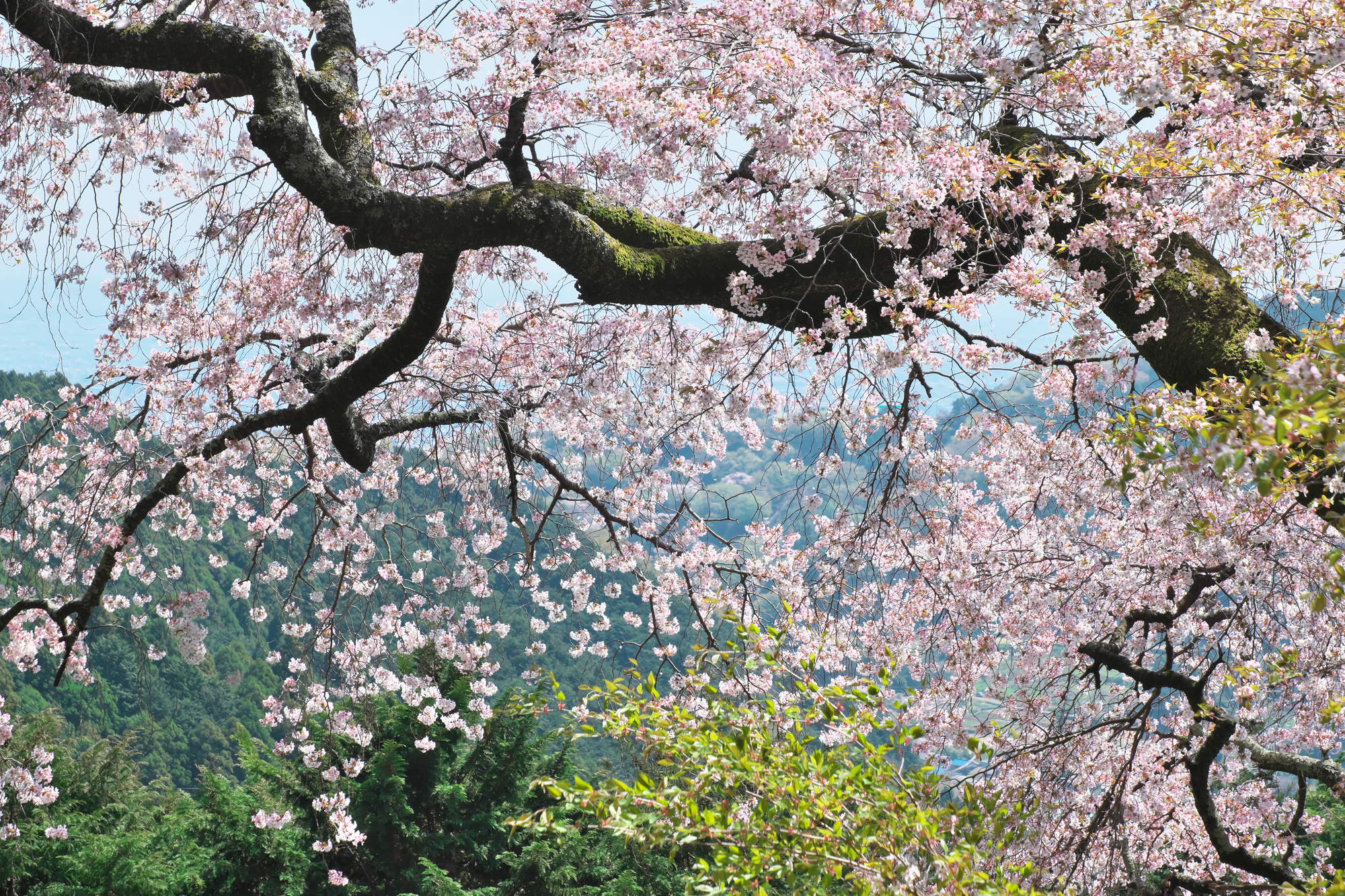 樹齢400年の大山桜と七沢ミツマタ大群生地ハイキング1泊2日【春】