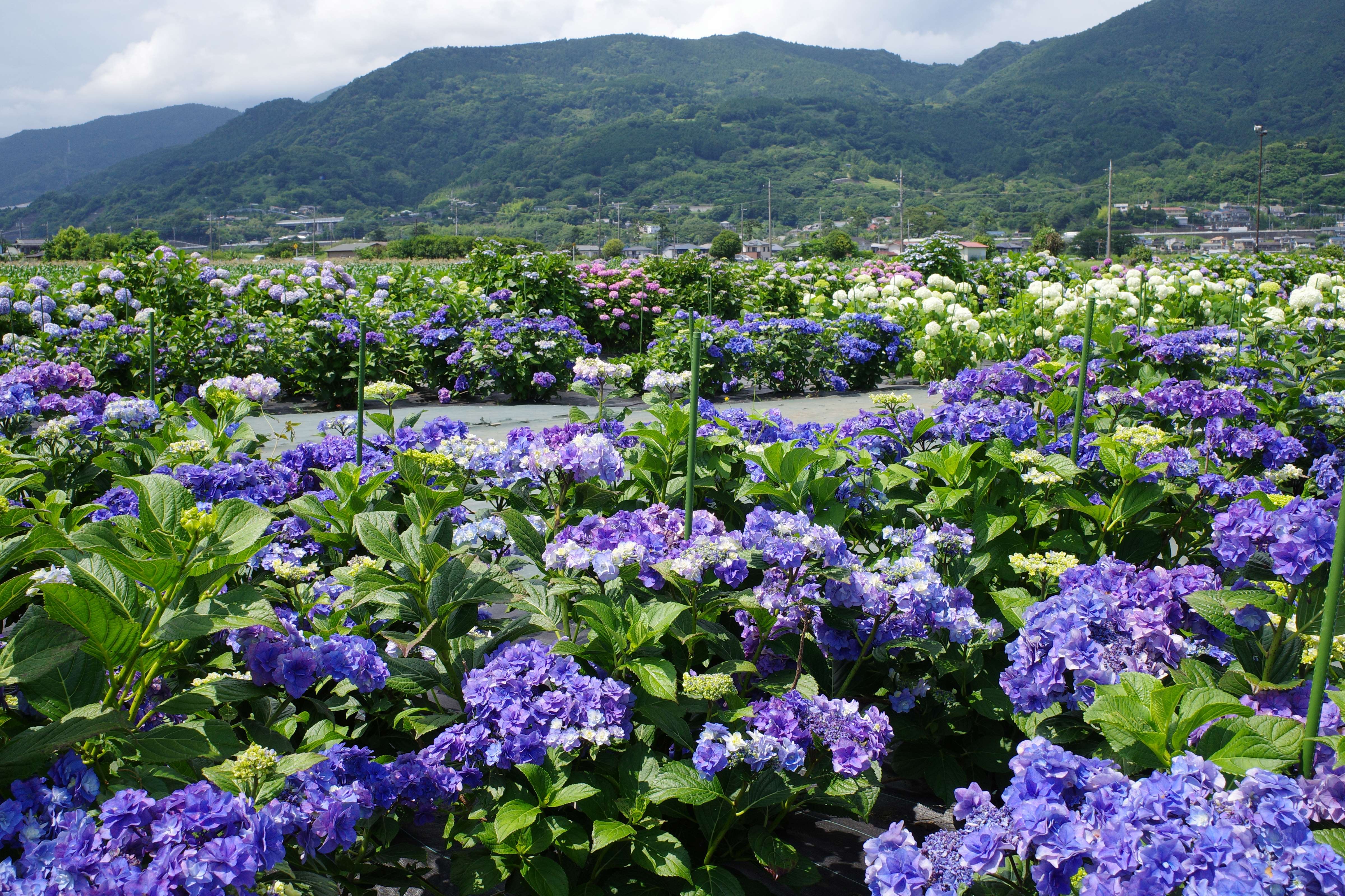 里山風景広がるあじさいの開成と、緑豊かな山北を巡る1泊2日【春】