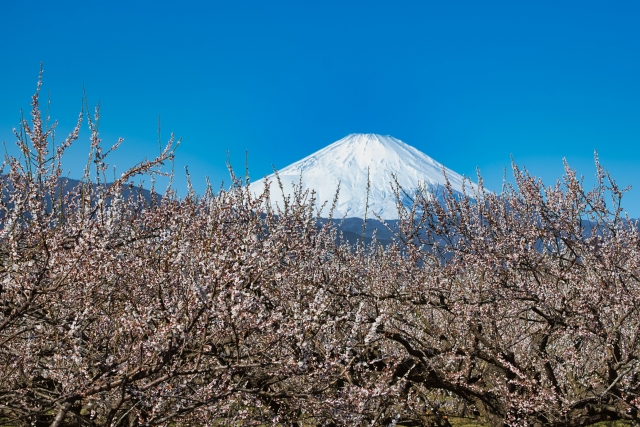 春香る神奈川の梅をめぐる！小田原・横浜1泊2日旅！