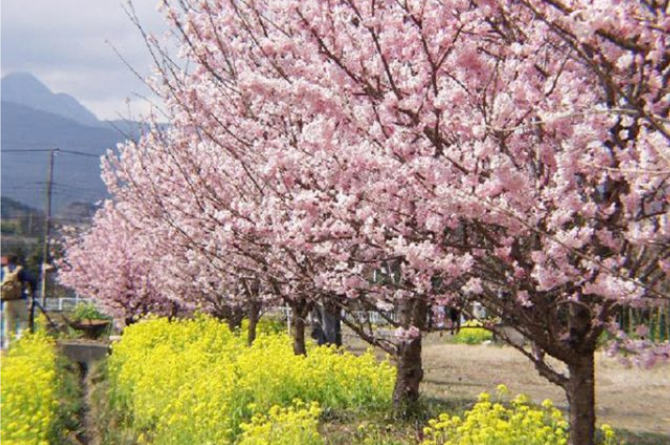 期間限定！春めき桜！1泊2日旅