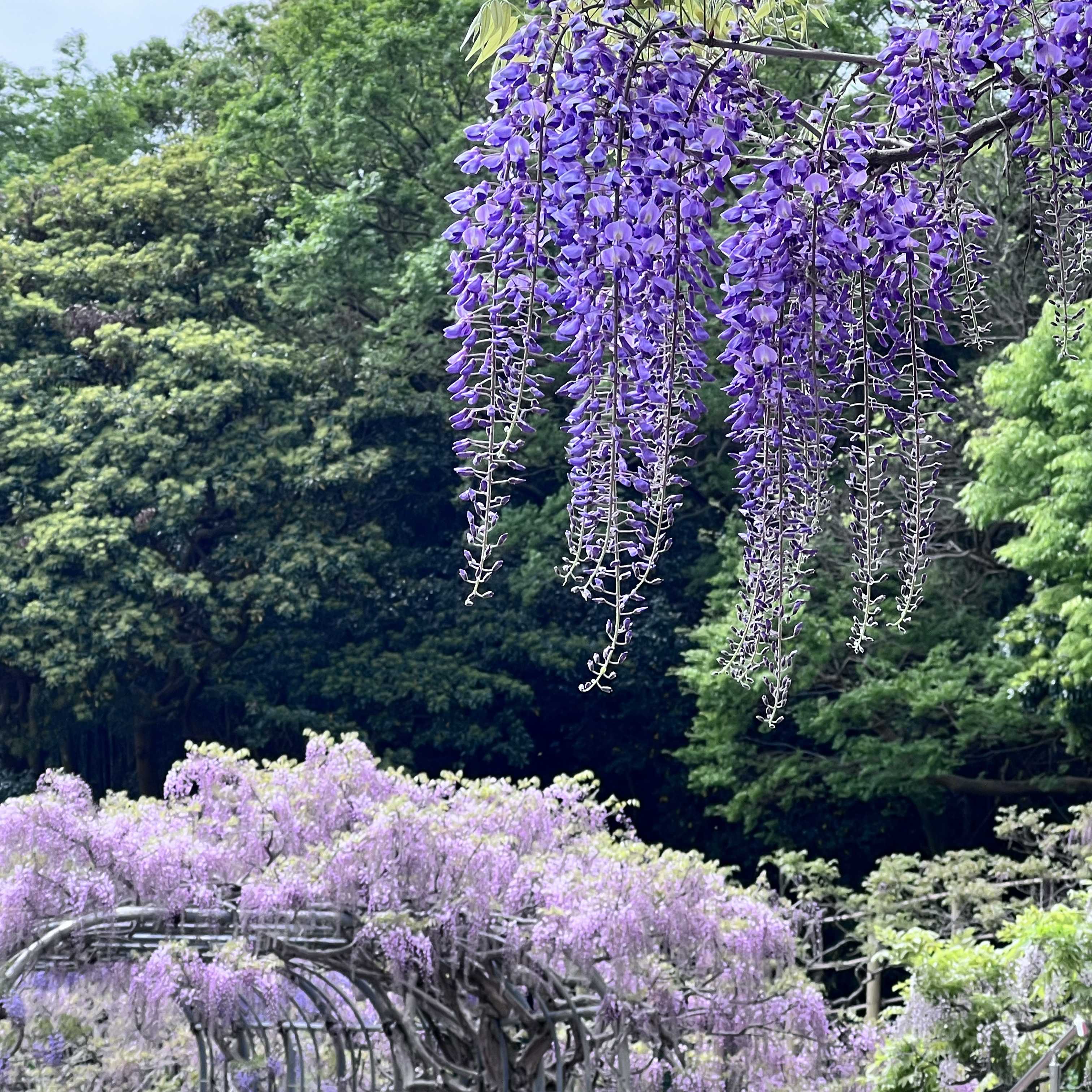 神奈川県のおすすめ花スポット