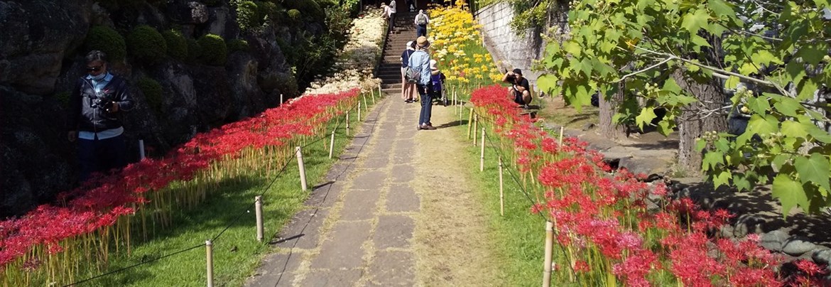 横浜市港北区 西方寺の彼岸花【歴旅コラム】