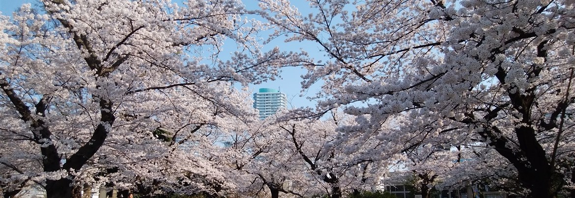 歴史を秘めた権現山の桜【歴旅コラム】