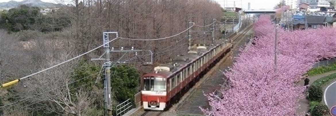 三浦海岸の河津桜並木【歴旅コラム】