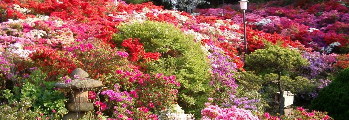 葉山町の花と樹木【歴旅コラム】