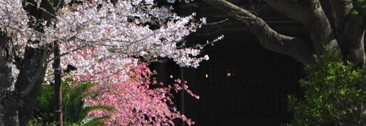 鎌倉の花 妙本寺の海棠【歴旅コラム】