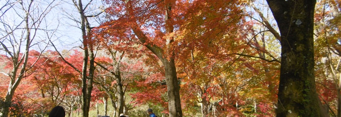 飯山観音・飯山白山森林公園の紹介【歴旅コラム】