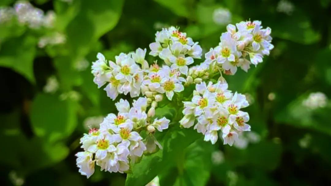 秦野の土と水から生まれた「秦野の蕎麦」