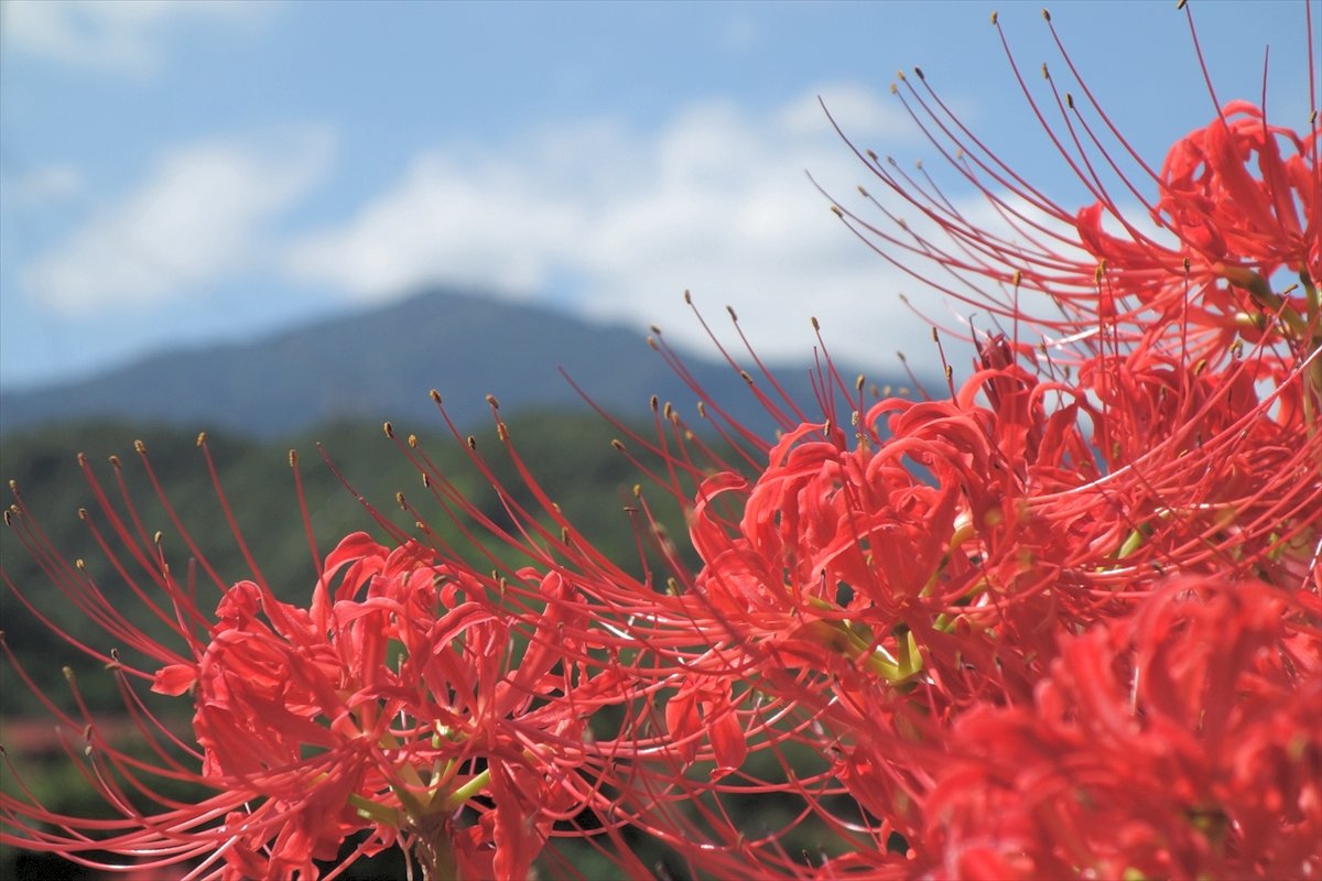 里山に群生する彼岸花を愛で、秋の訪れを満喫しましょう【花のコラム】