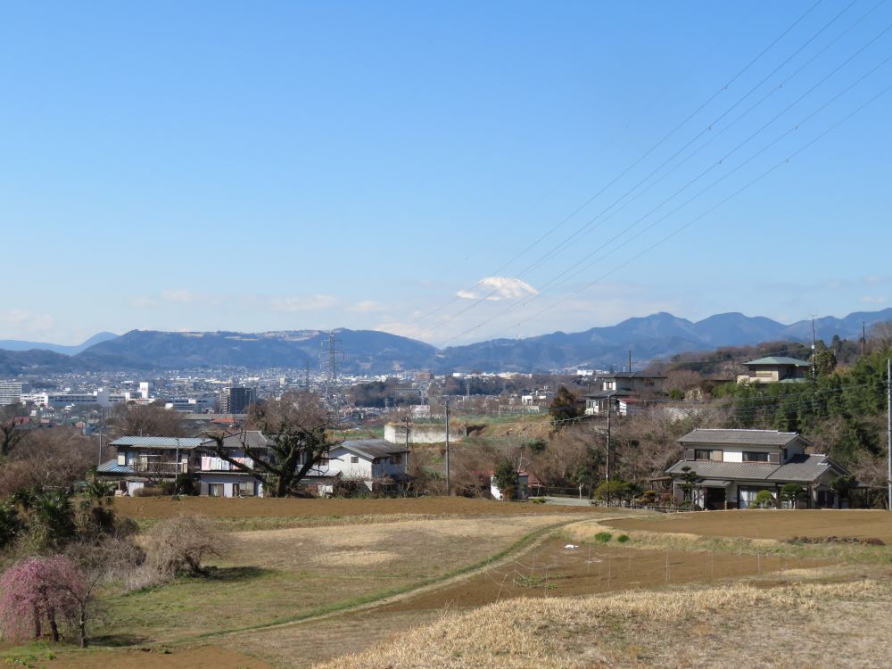 秦野の桜【花のコラム】