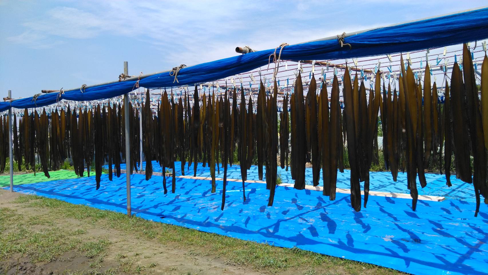 風味も抜群！肉厚で食感が良い 「横須賀・横浜のこんぶ」