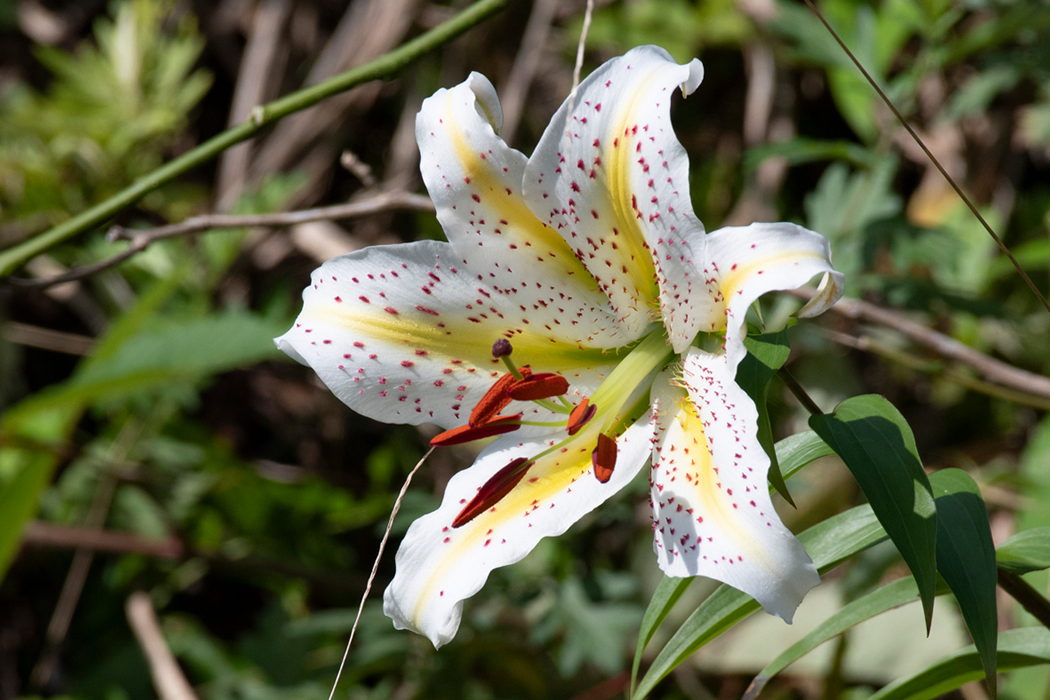 恩賜箱根公園に咲く夏の花【花のコラム】