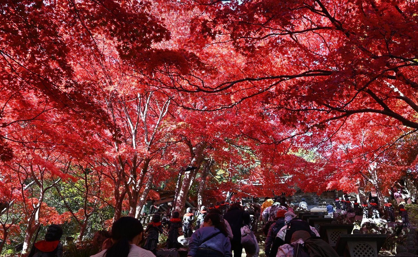 大山の紅葉【花のコラム】