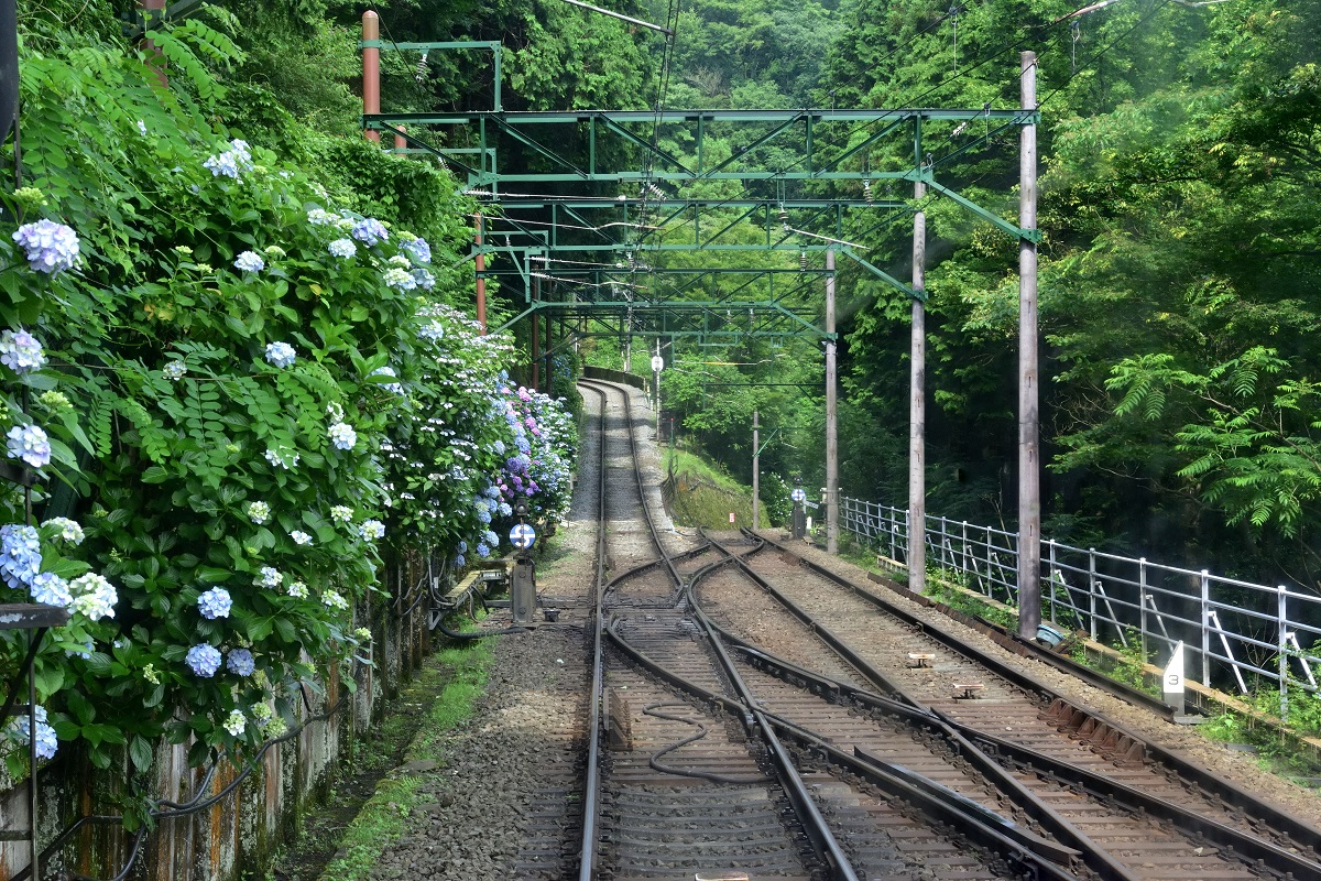 箱根登山電車とあじさい【花のコラム】