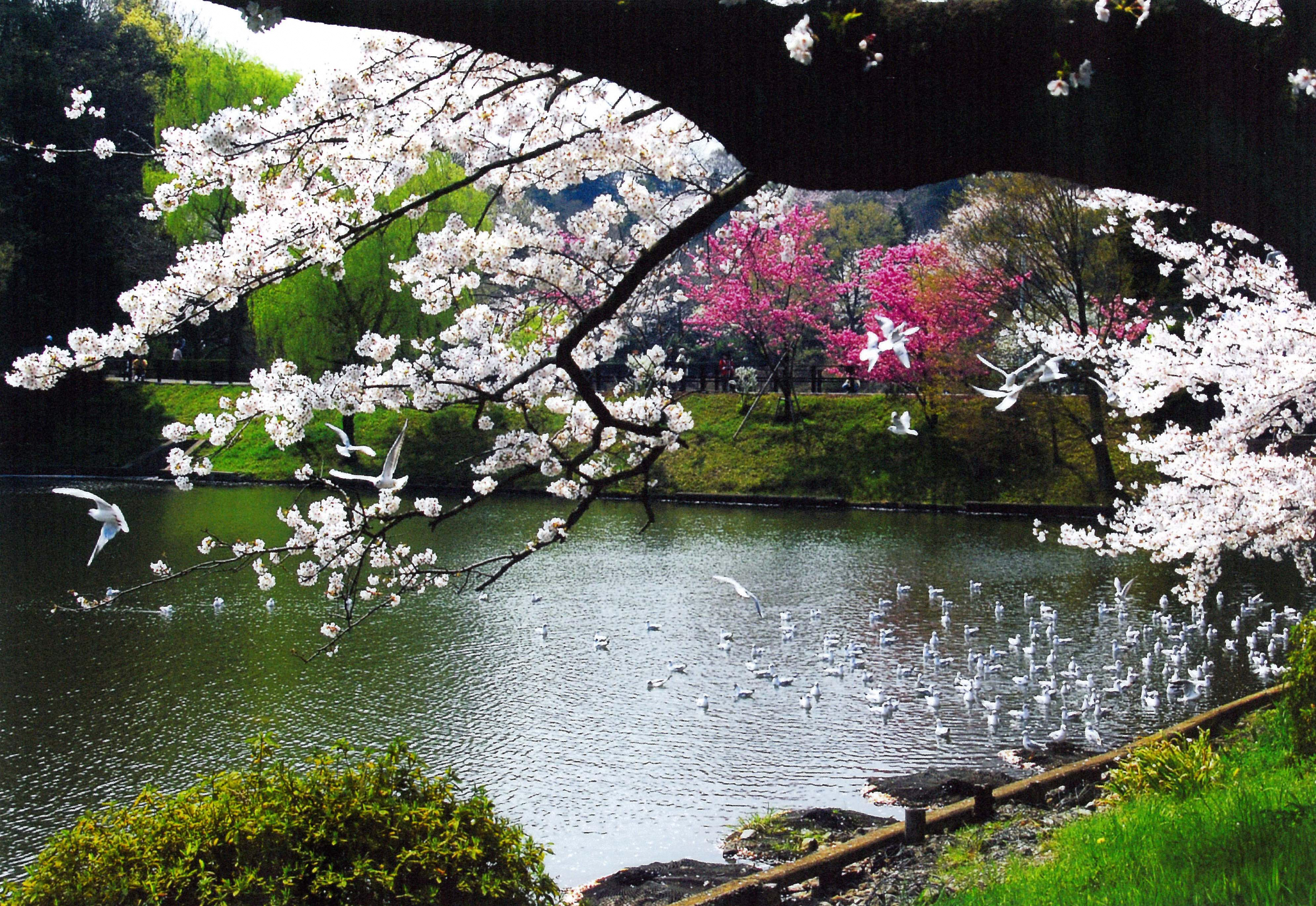 三ツ池公園「春爛漫」