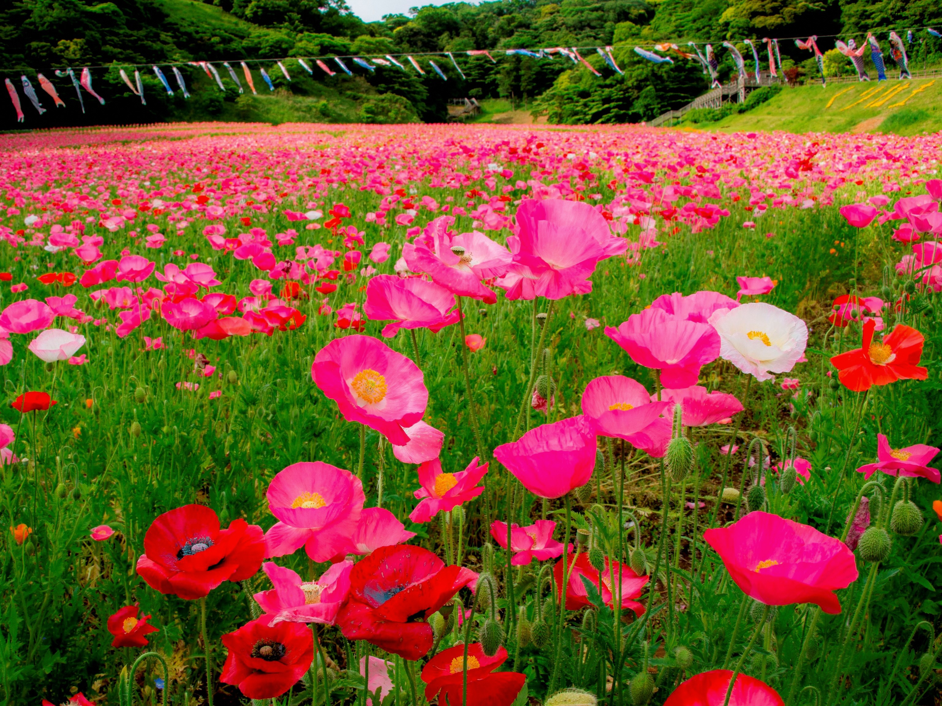 くりはま花の国「ポピーの園」