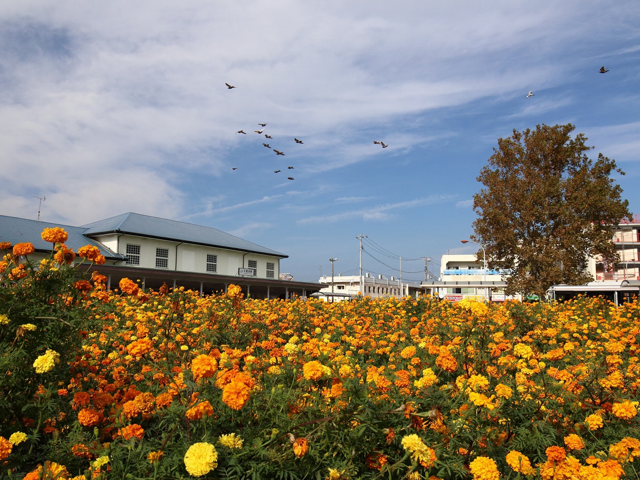 ＪＲ久里浜駅「花の駅」