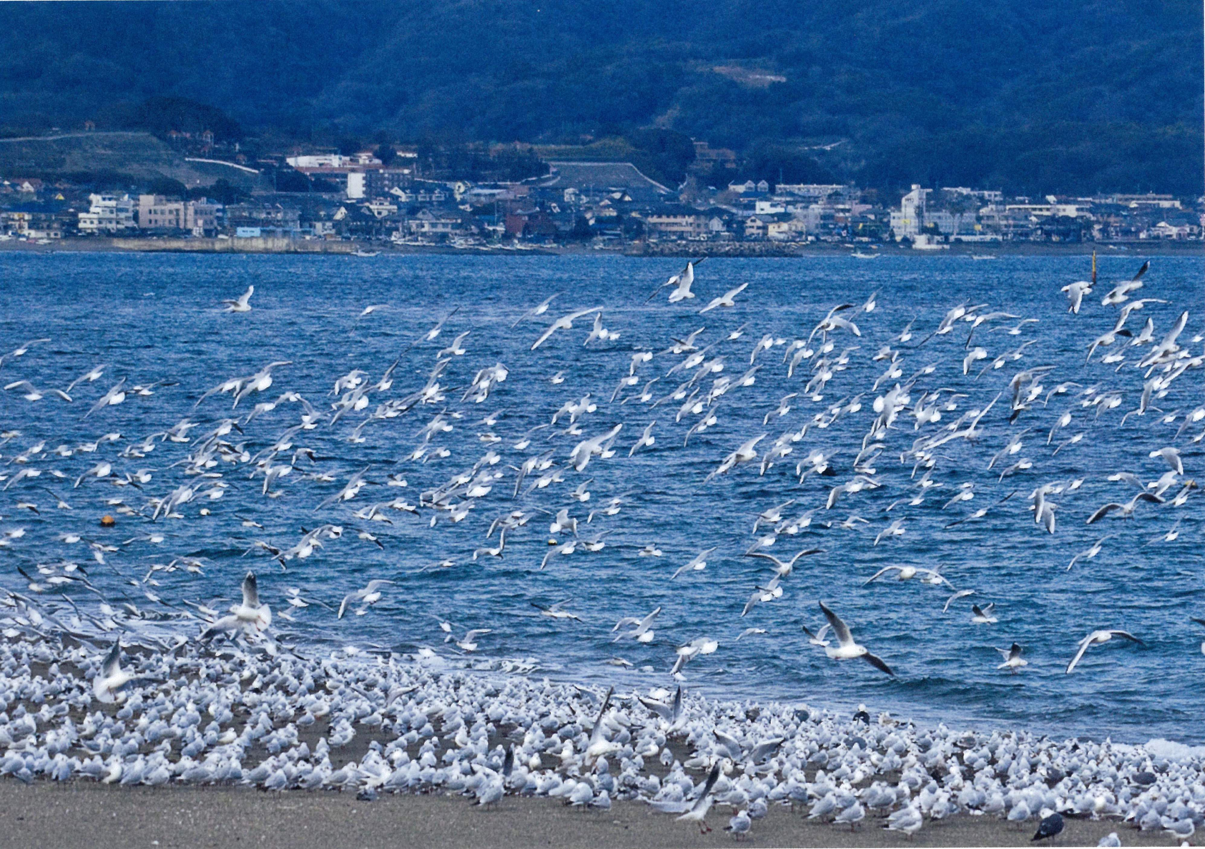 三浦市金田湾「冬の使者」