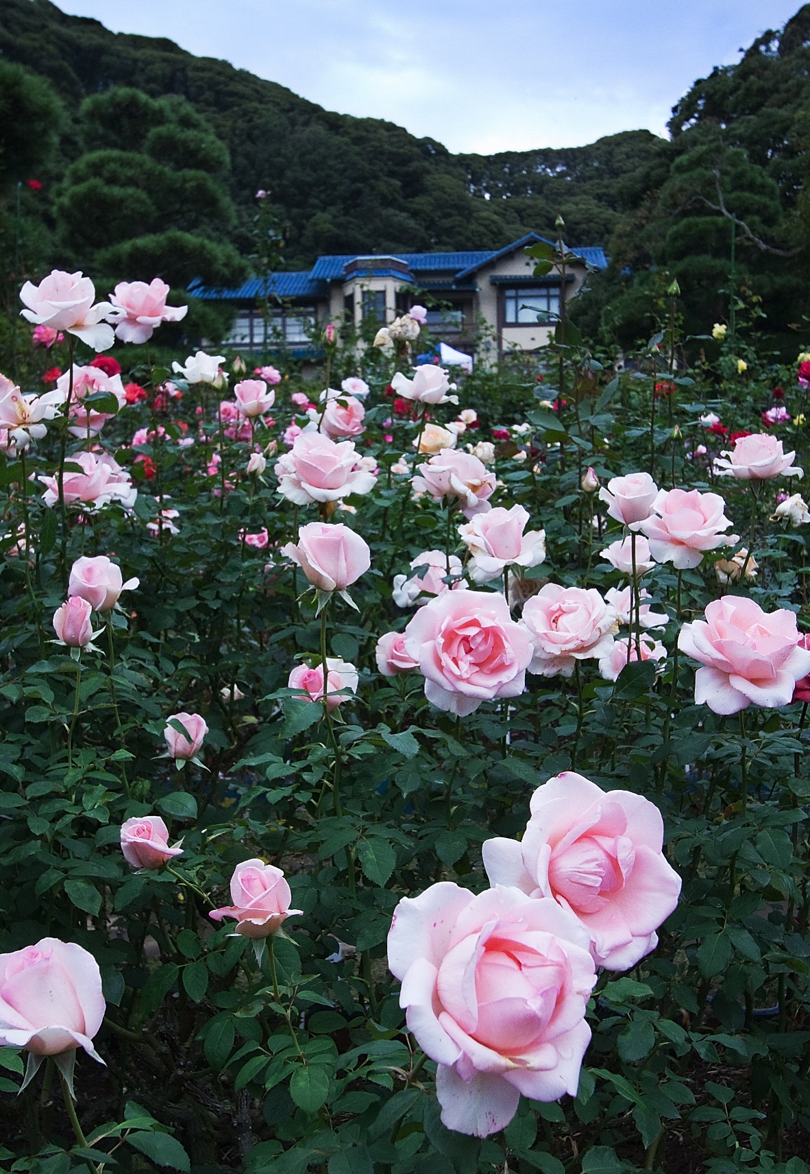 鎌倉文学館「やわらかな光の中で」