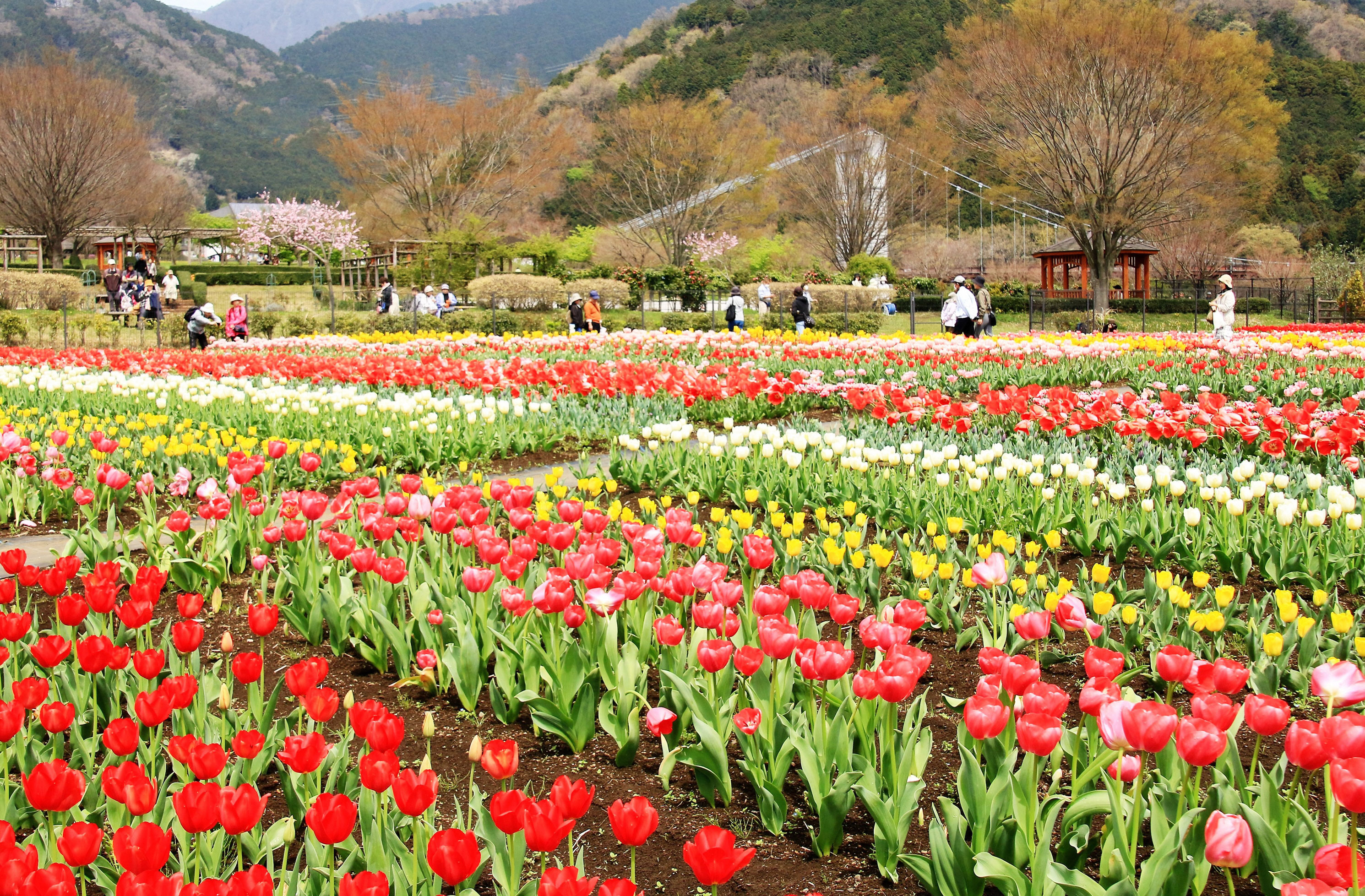 秦野戸川公園「チューリップの園」