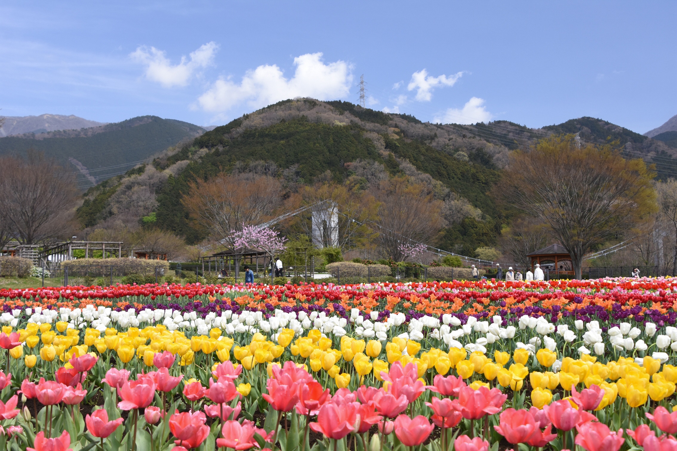 秦野戸川公園「チューリップ最高だね」