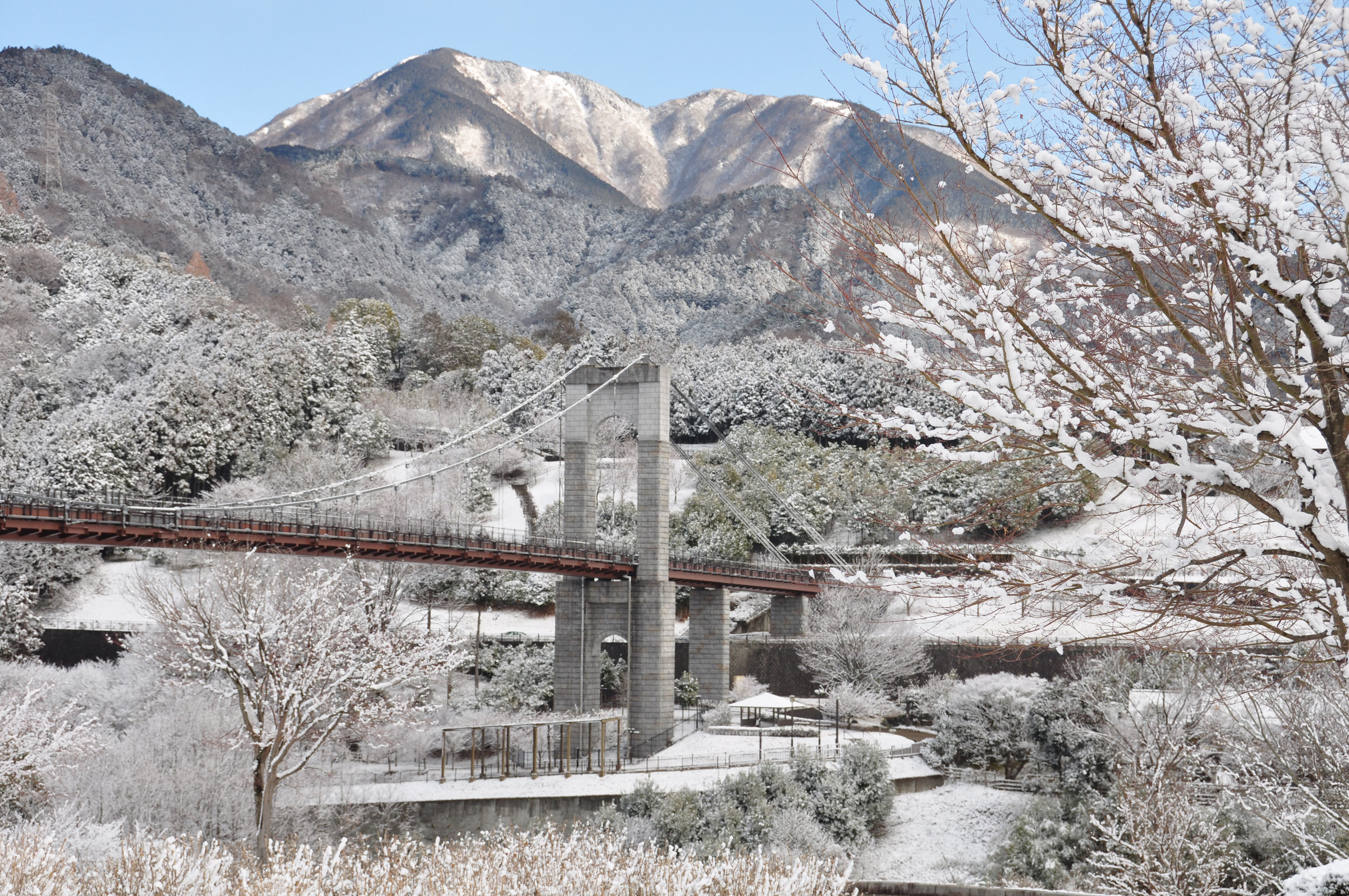 秦野戸川公園「雪化粧」