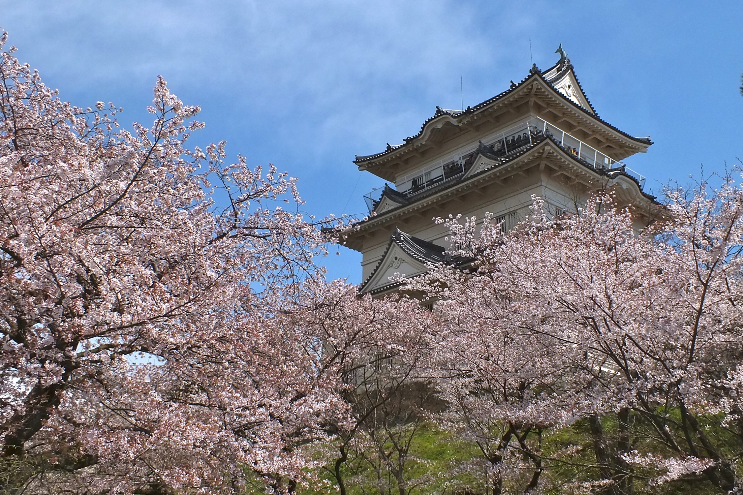 小田原城「桜の小田原城」