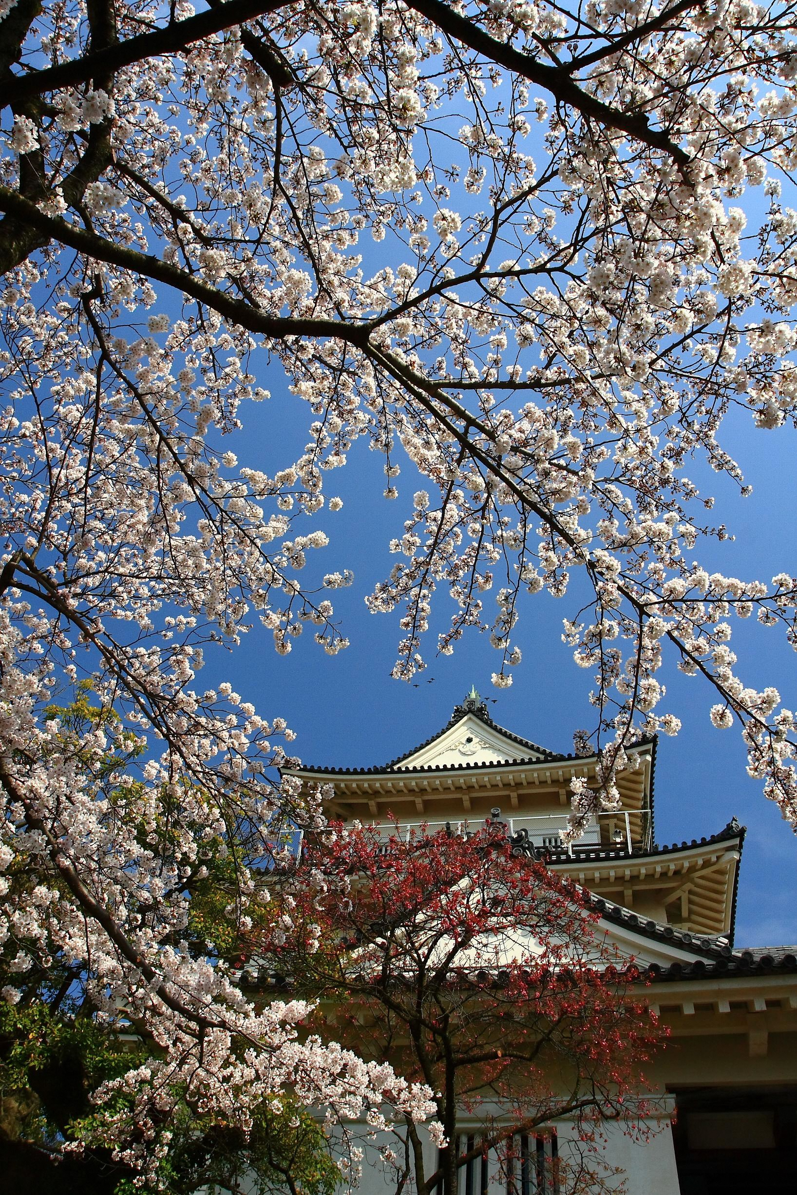 小田原城「小田原城天守閣と桜」