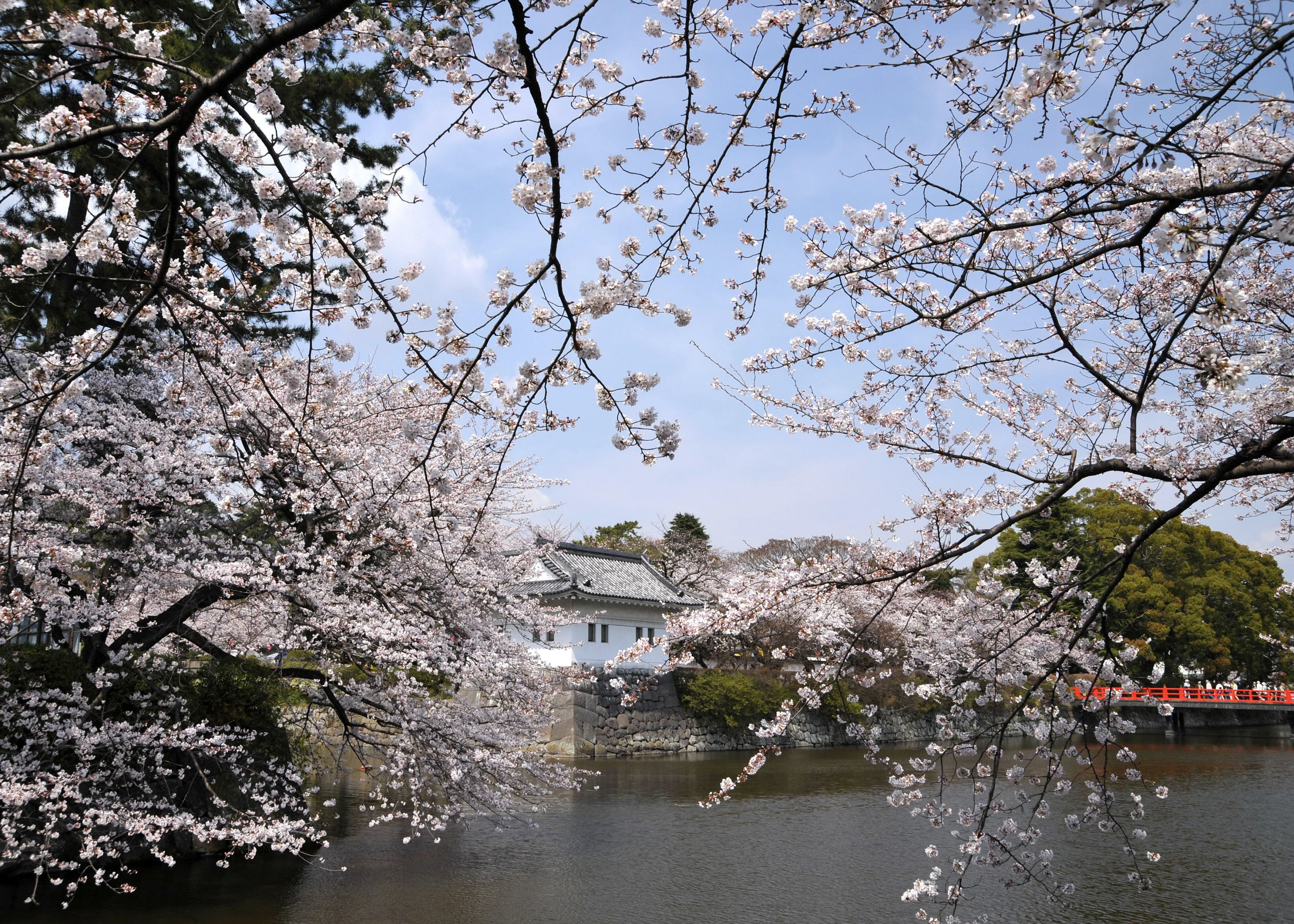 小田原城址公園「小田原城址公園の隅櫓と桜」