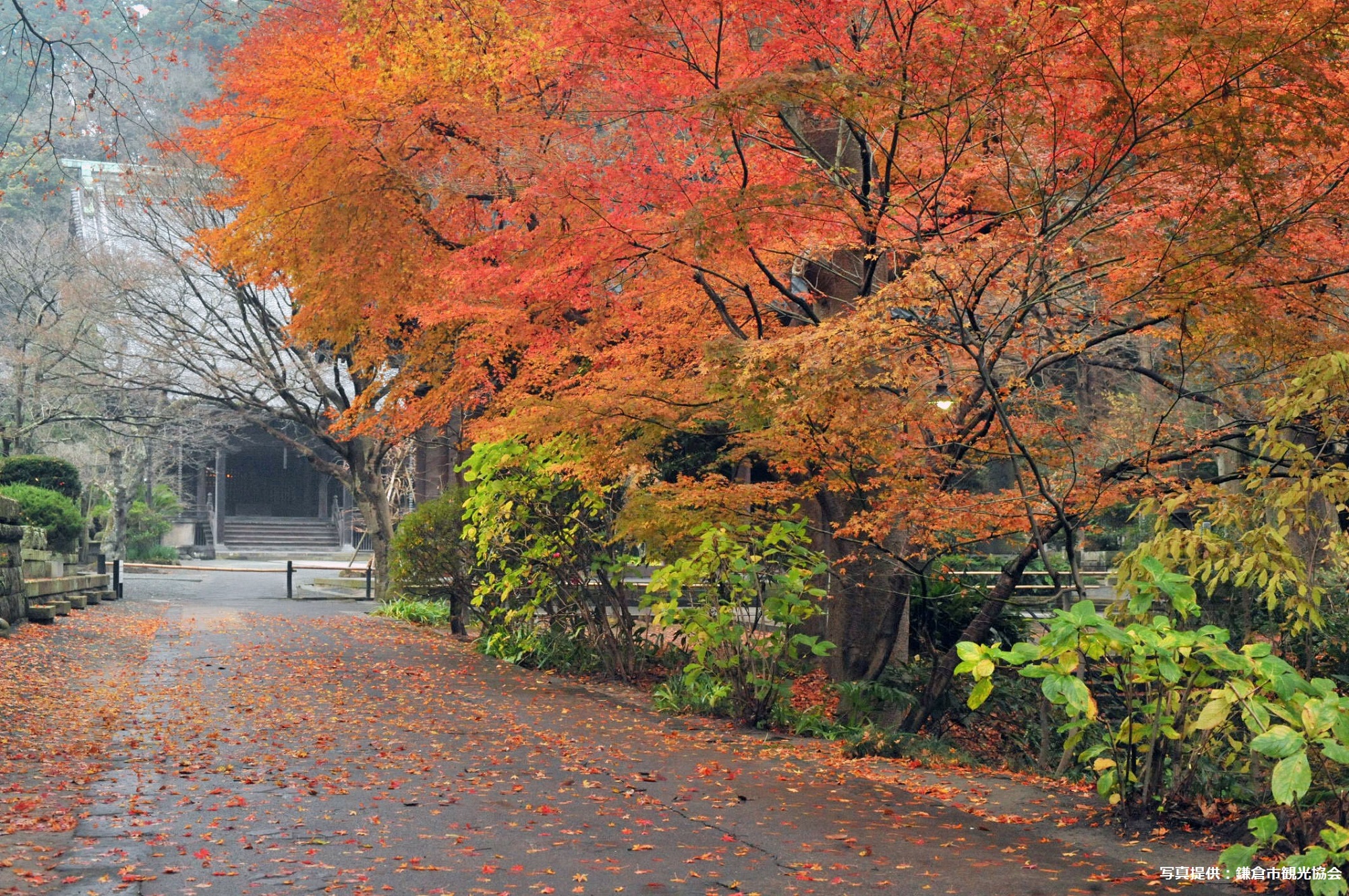 妙本寺