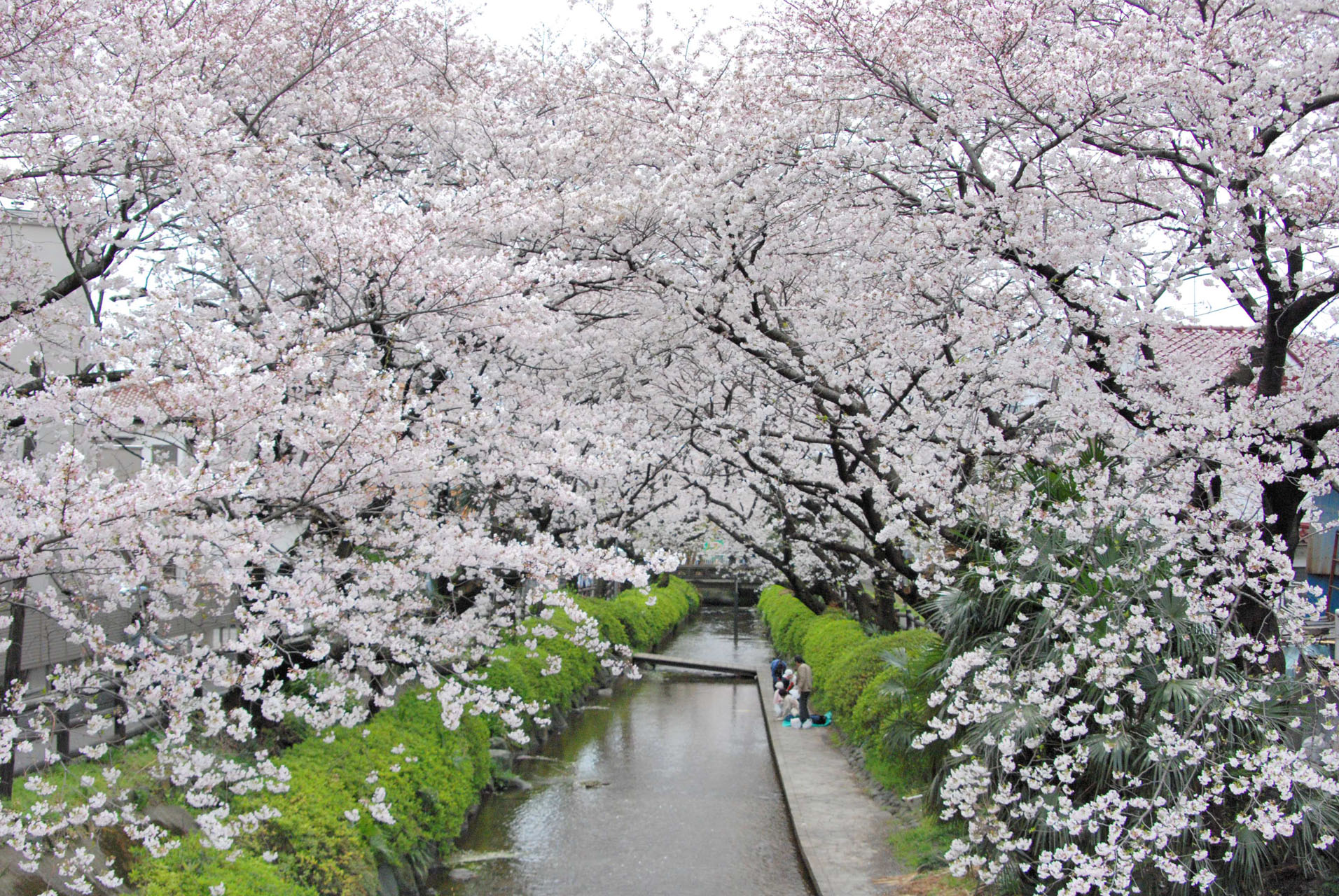 二ヶ領用水沿い遊歩道【川崎市】