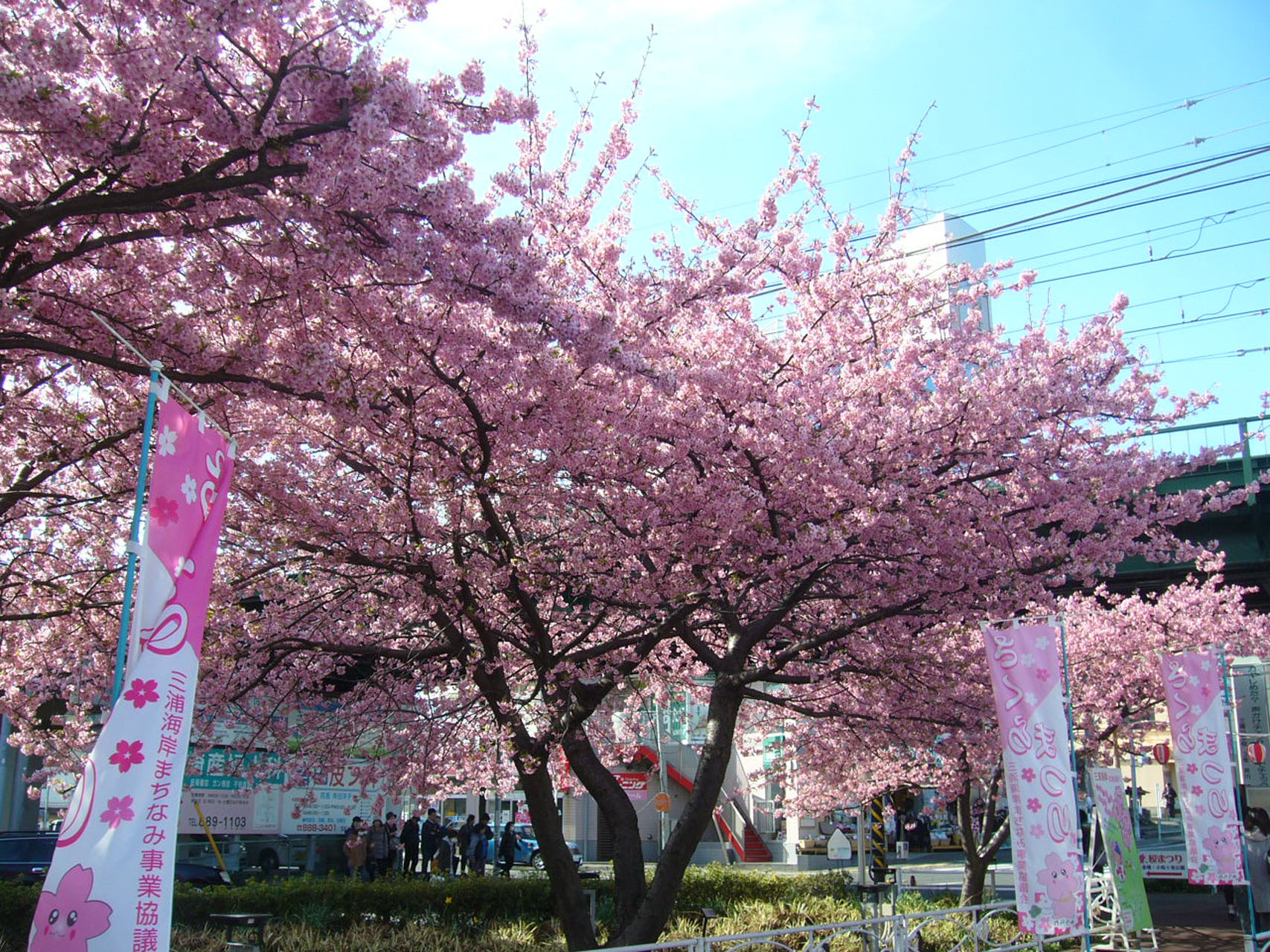 第21回三浦海岸桜まつり（お花見）