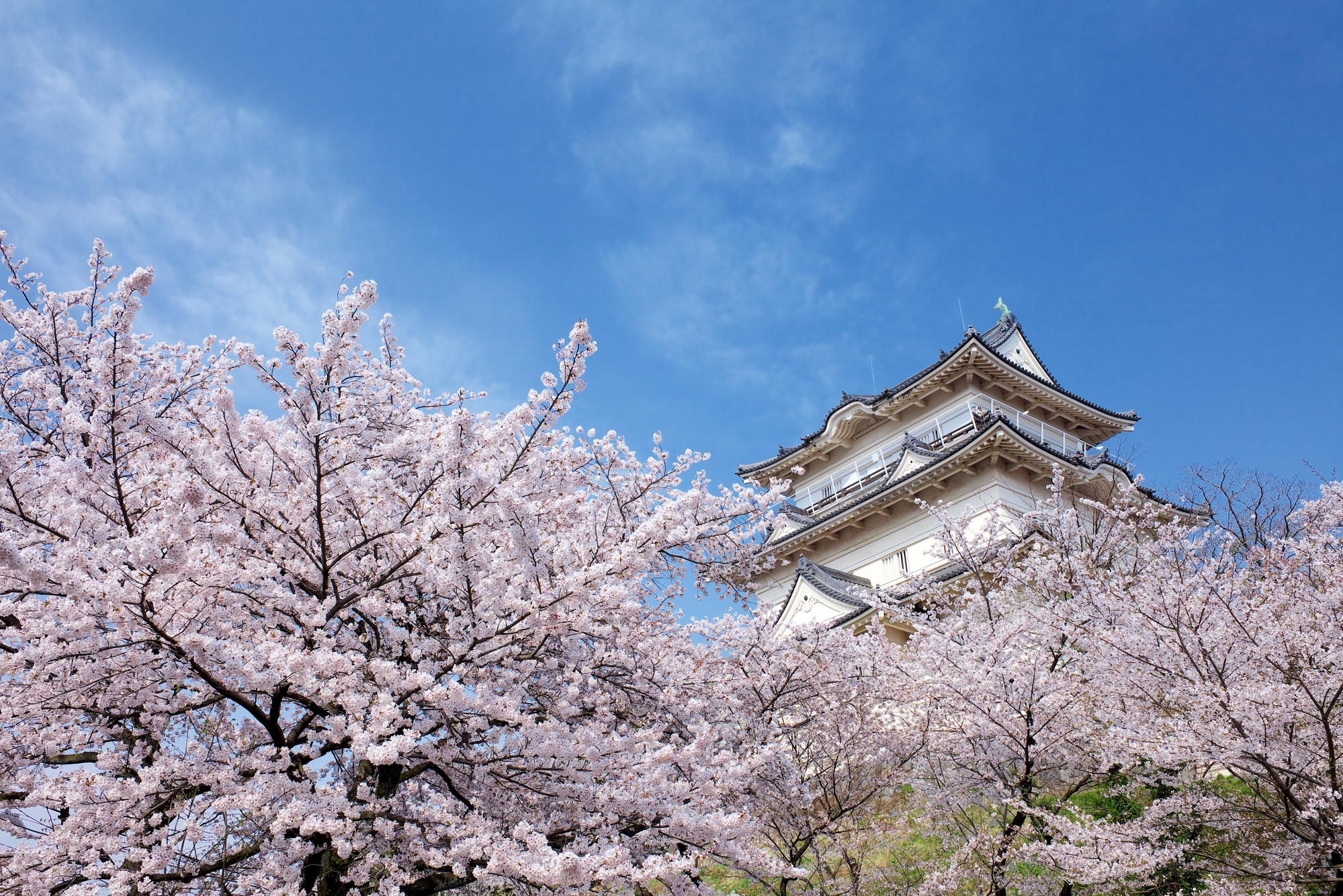 小田原城址公園【小田原市】