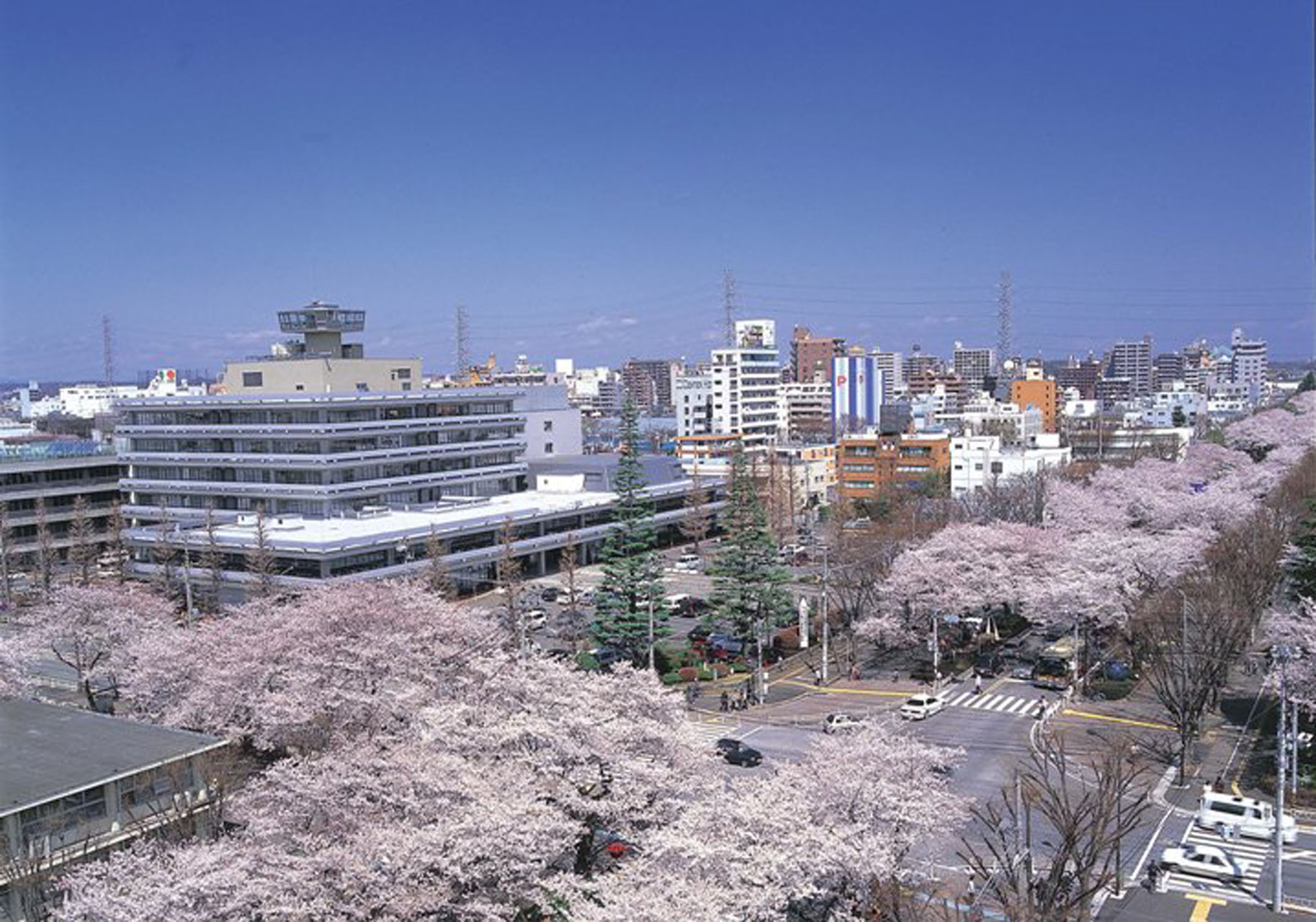 相模原・市役所さくら通り