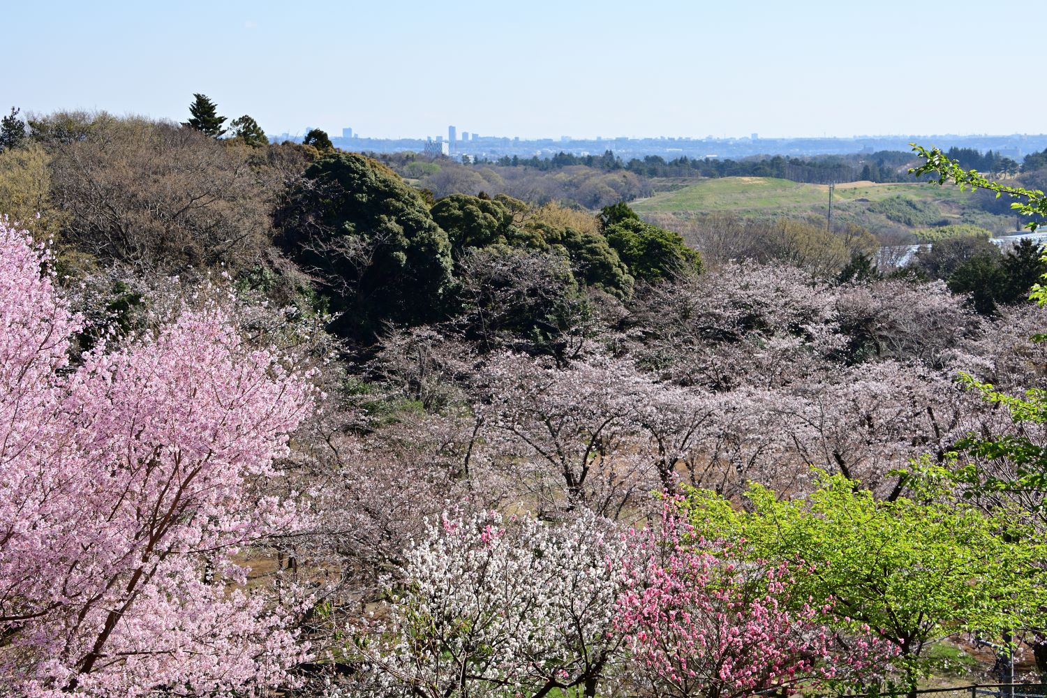飯山白山森林公園【厚木市】