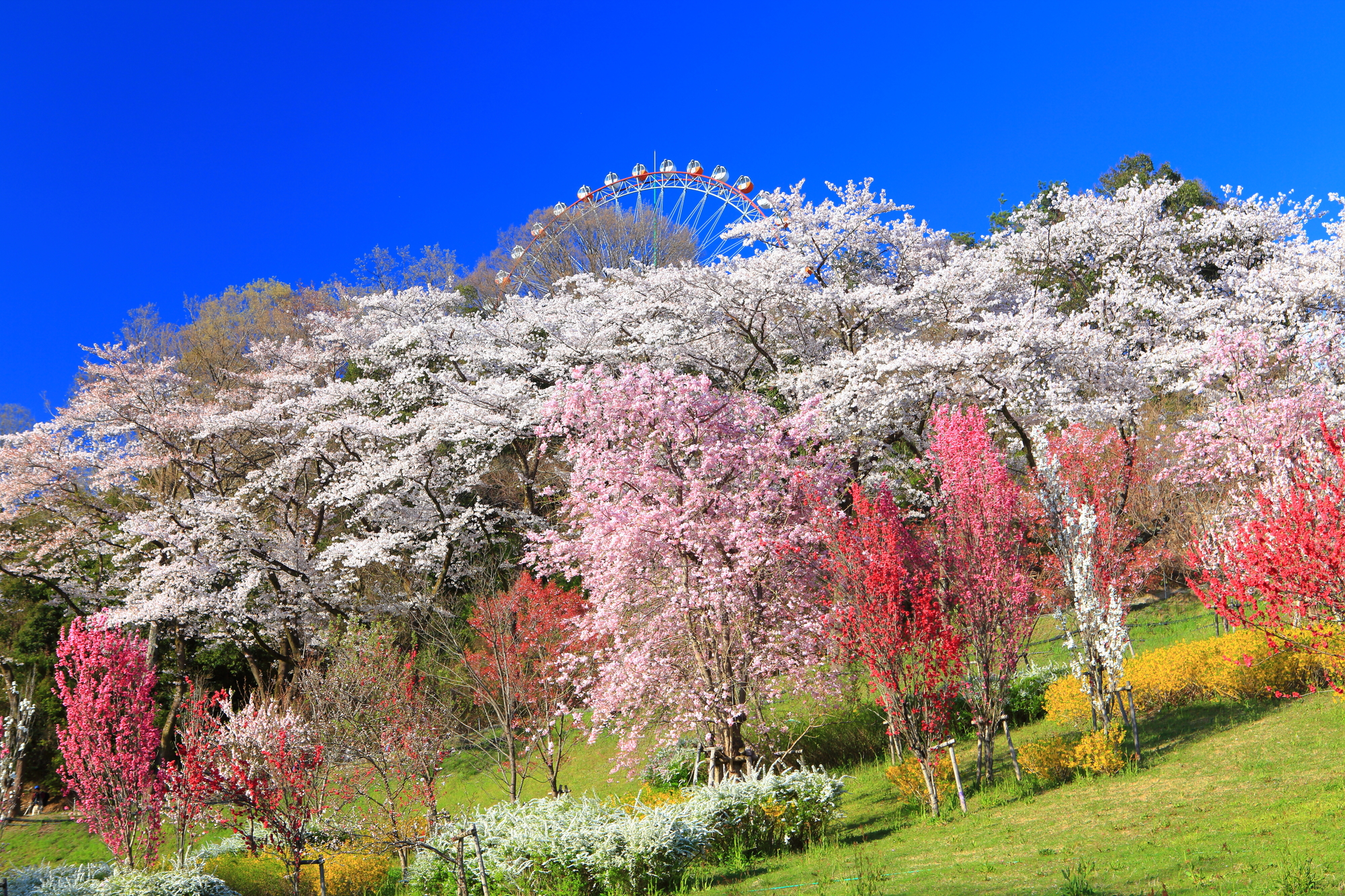 相模湖公園【相模原市】