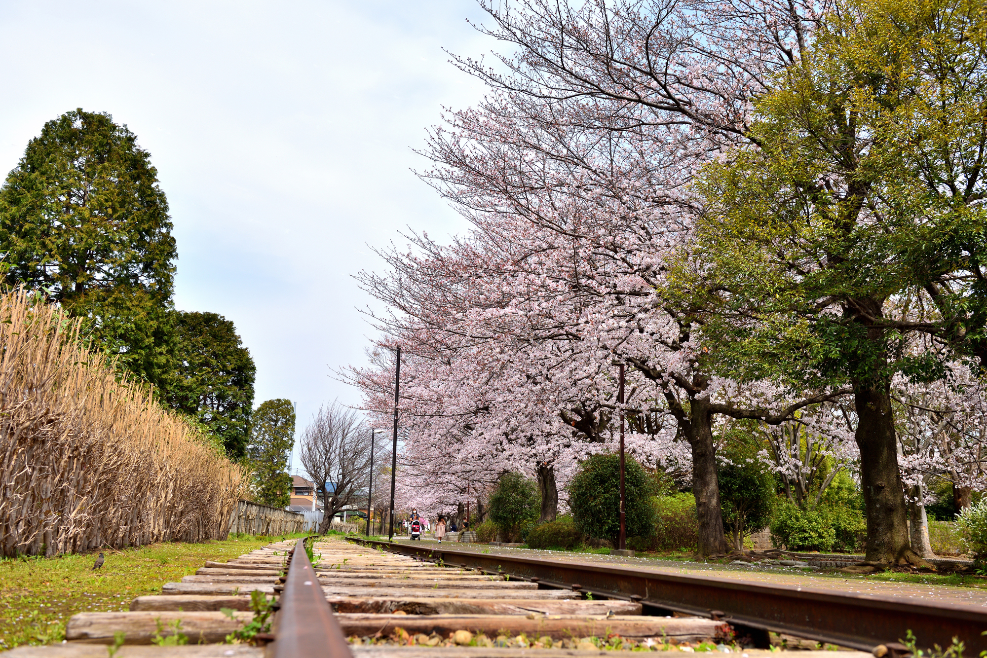 一之宮緑道【寒川町】