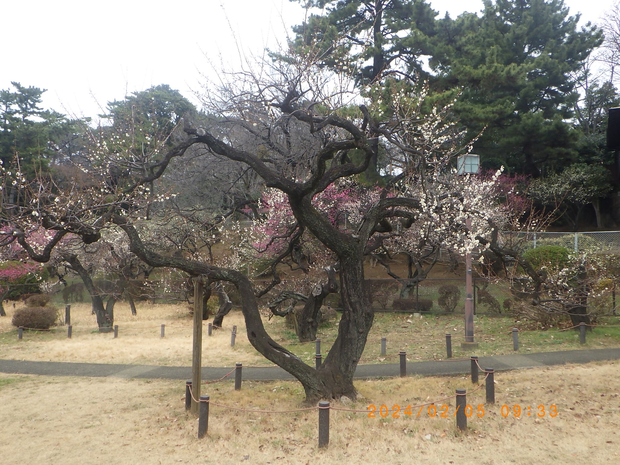 大倉山公園