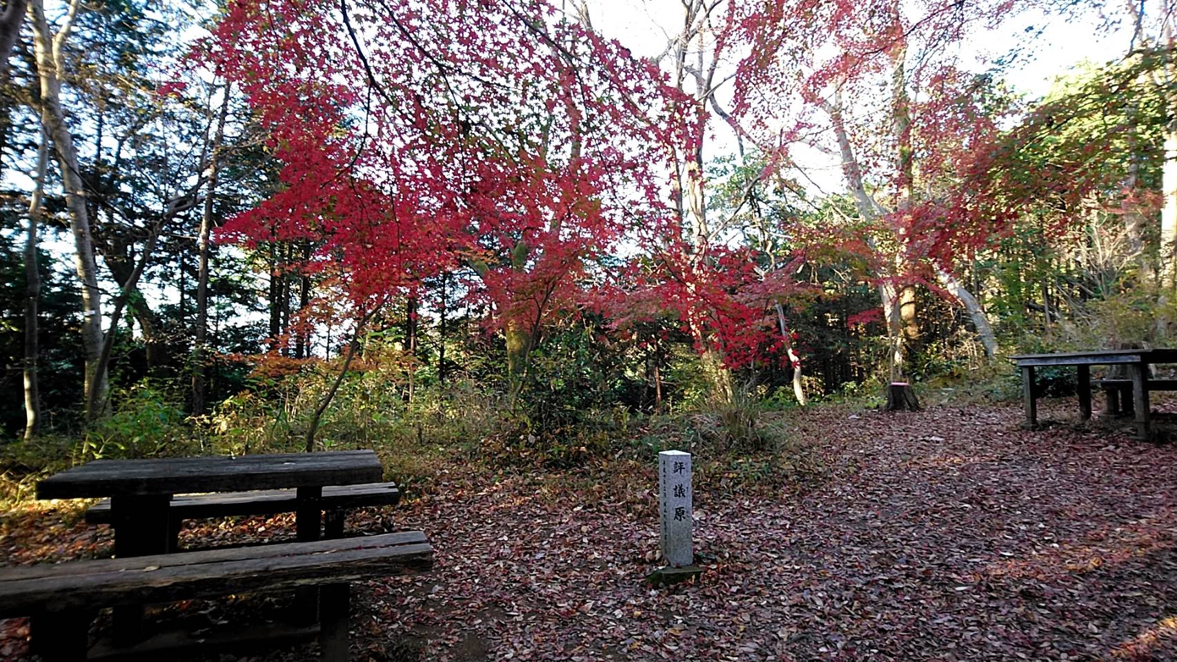 評議原（ひょうぎっぱら）の紅葉（相模原市緑区）