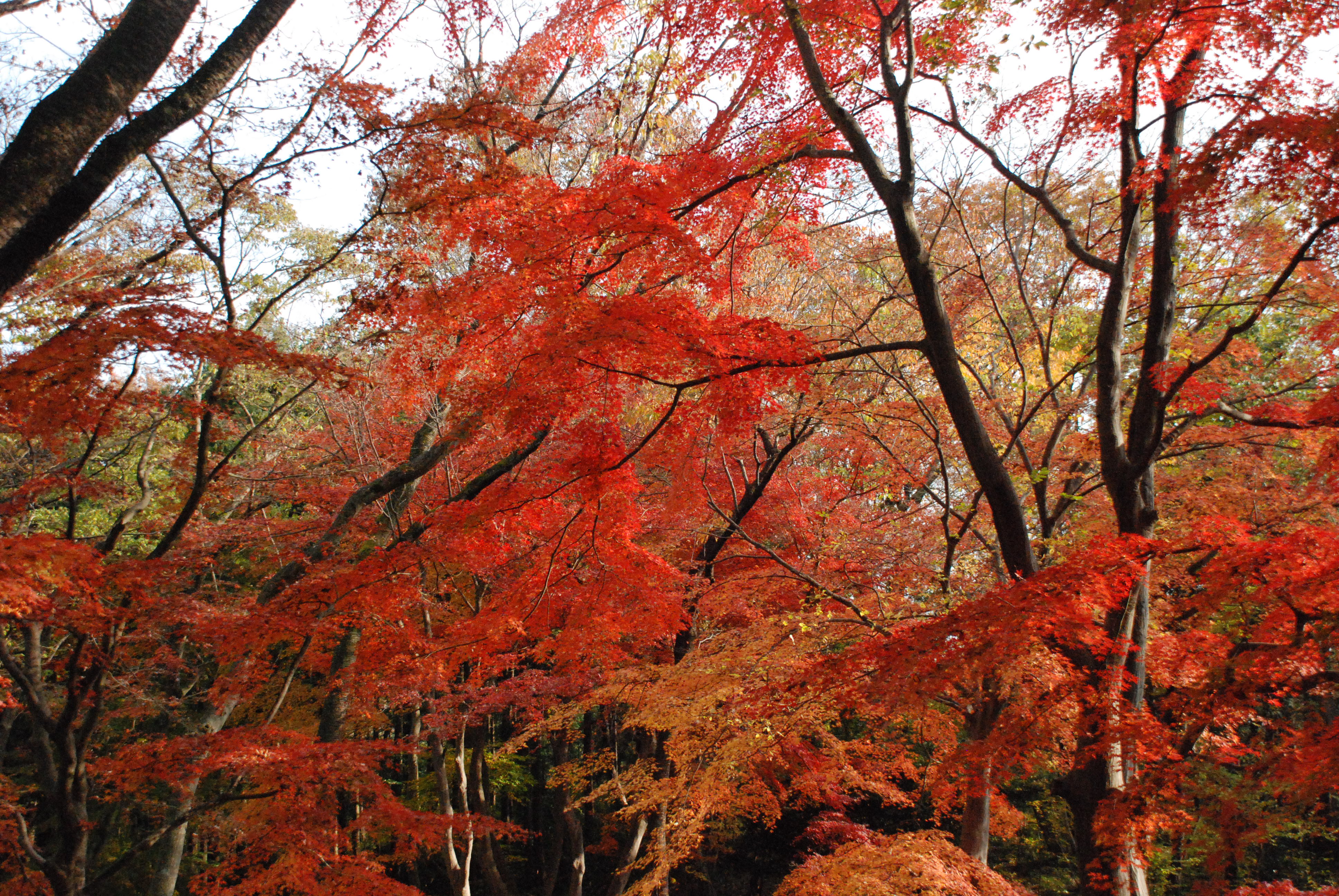 評議原【相模原市緑区】