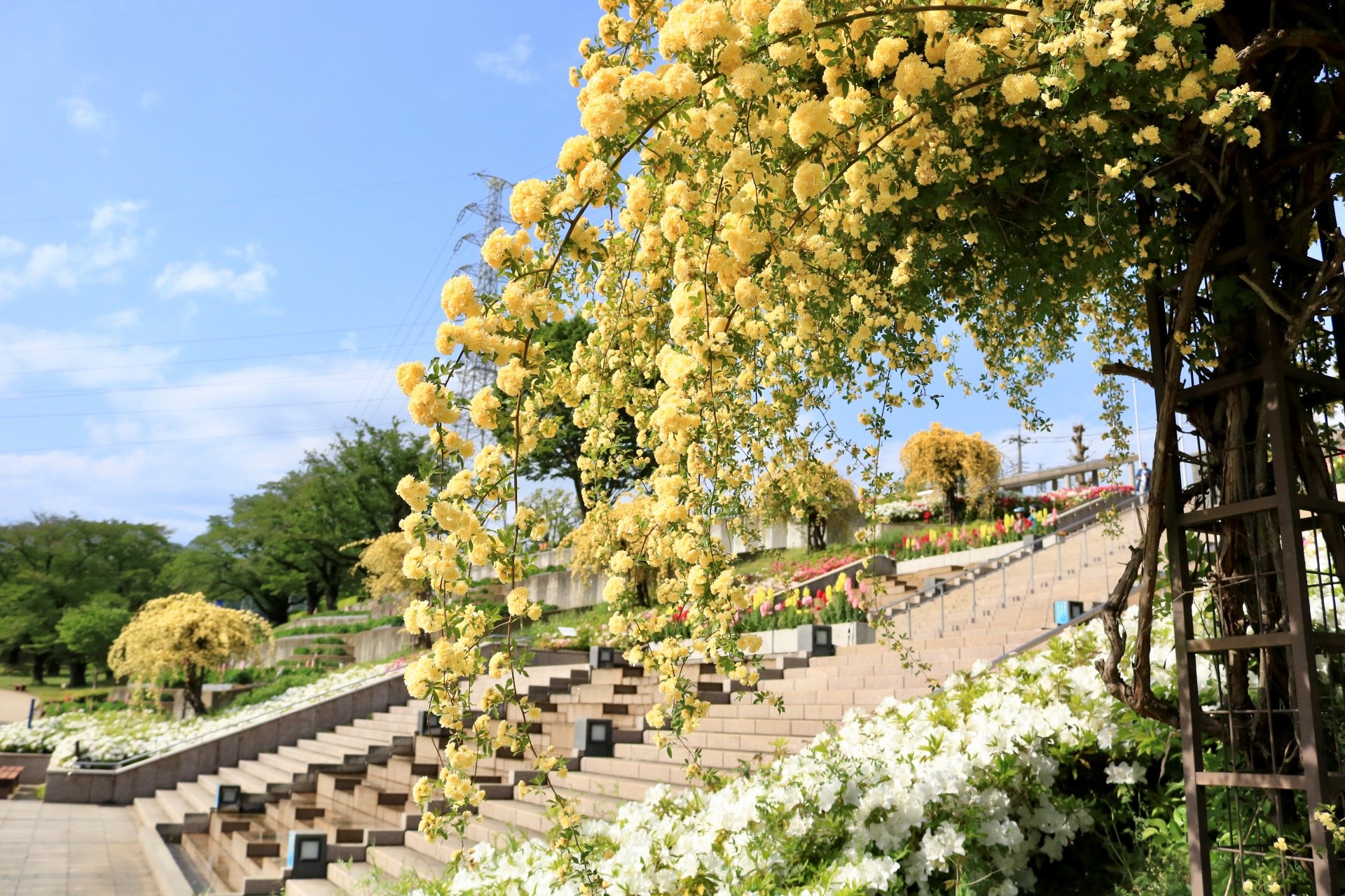 津久井湖城山公園