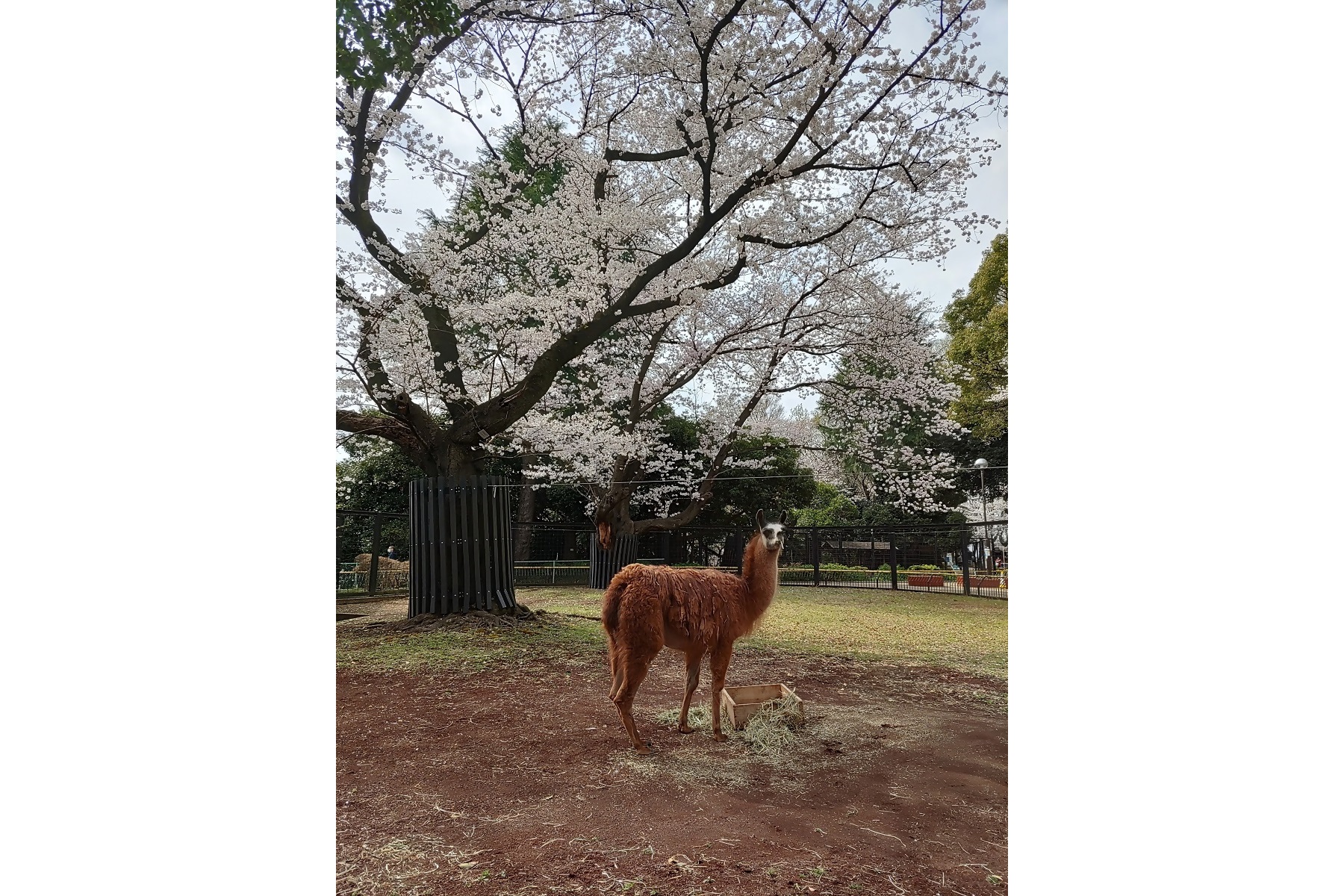 夢見ヶ崎動物公園【川崎市】の写真(神奈川県横浜市中区)