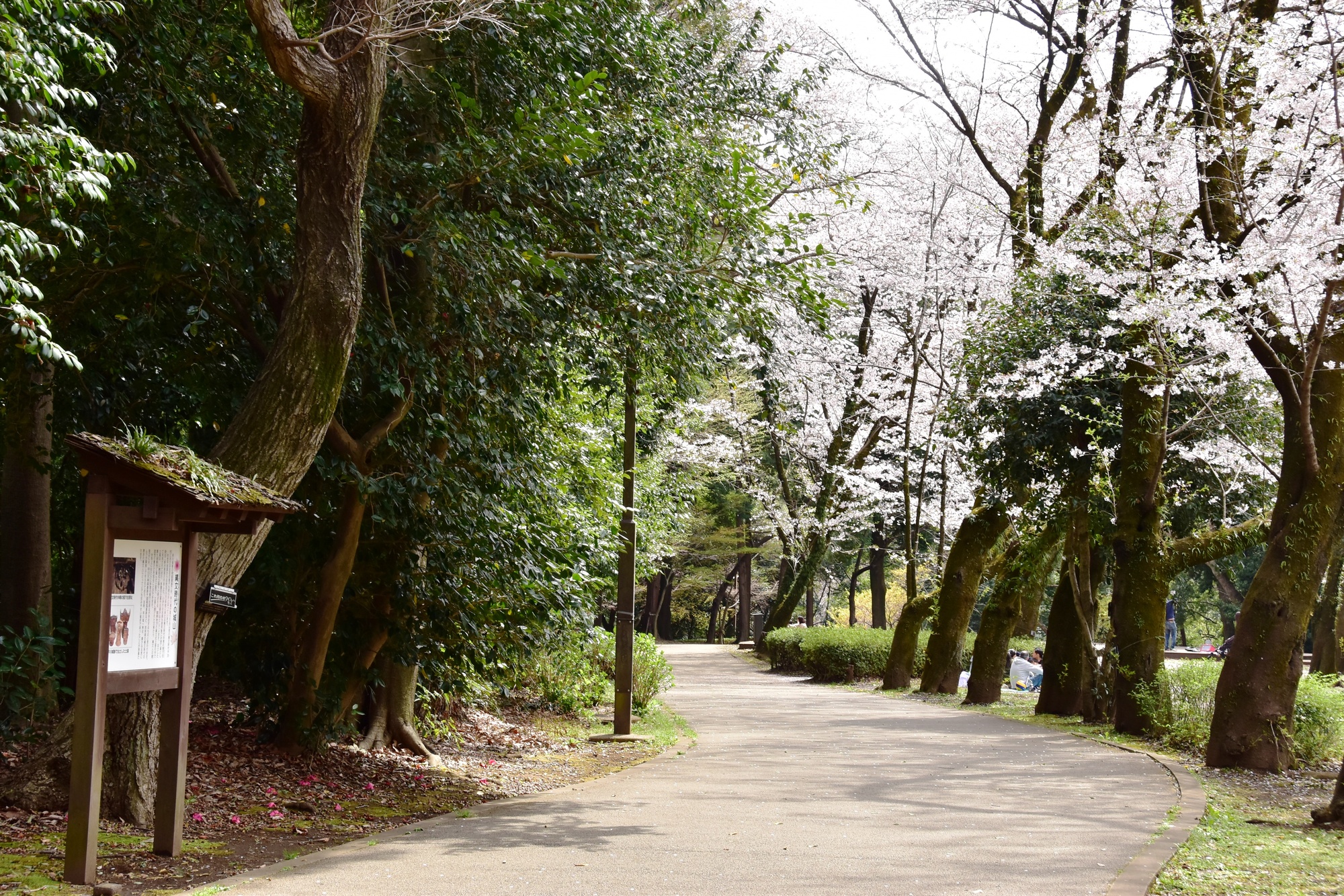 城山公園【綾瀬市】