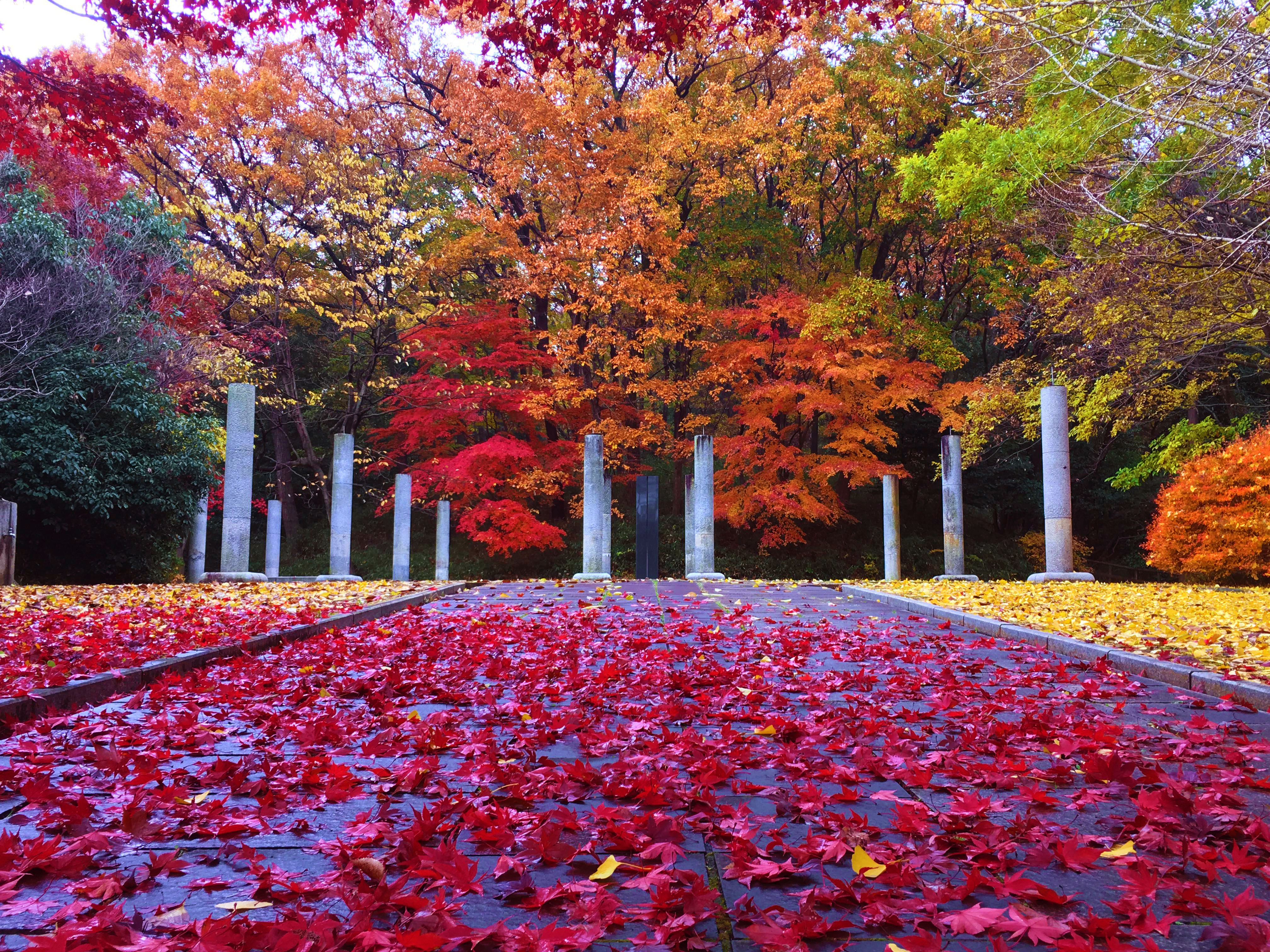 生田緑地（紅葉編）