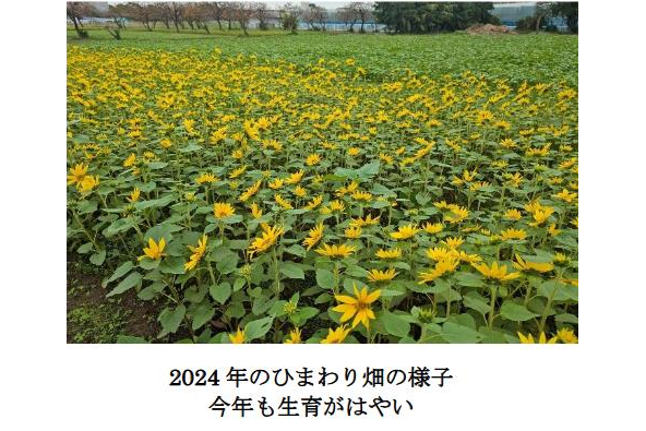 【2024年は開催終了】「さむかわ冬のひまわり 2024 摘みとり体験会」を開催！！