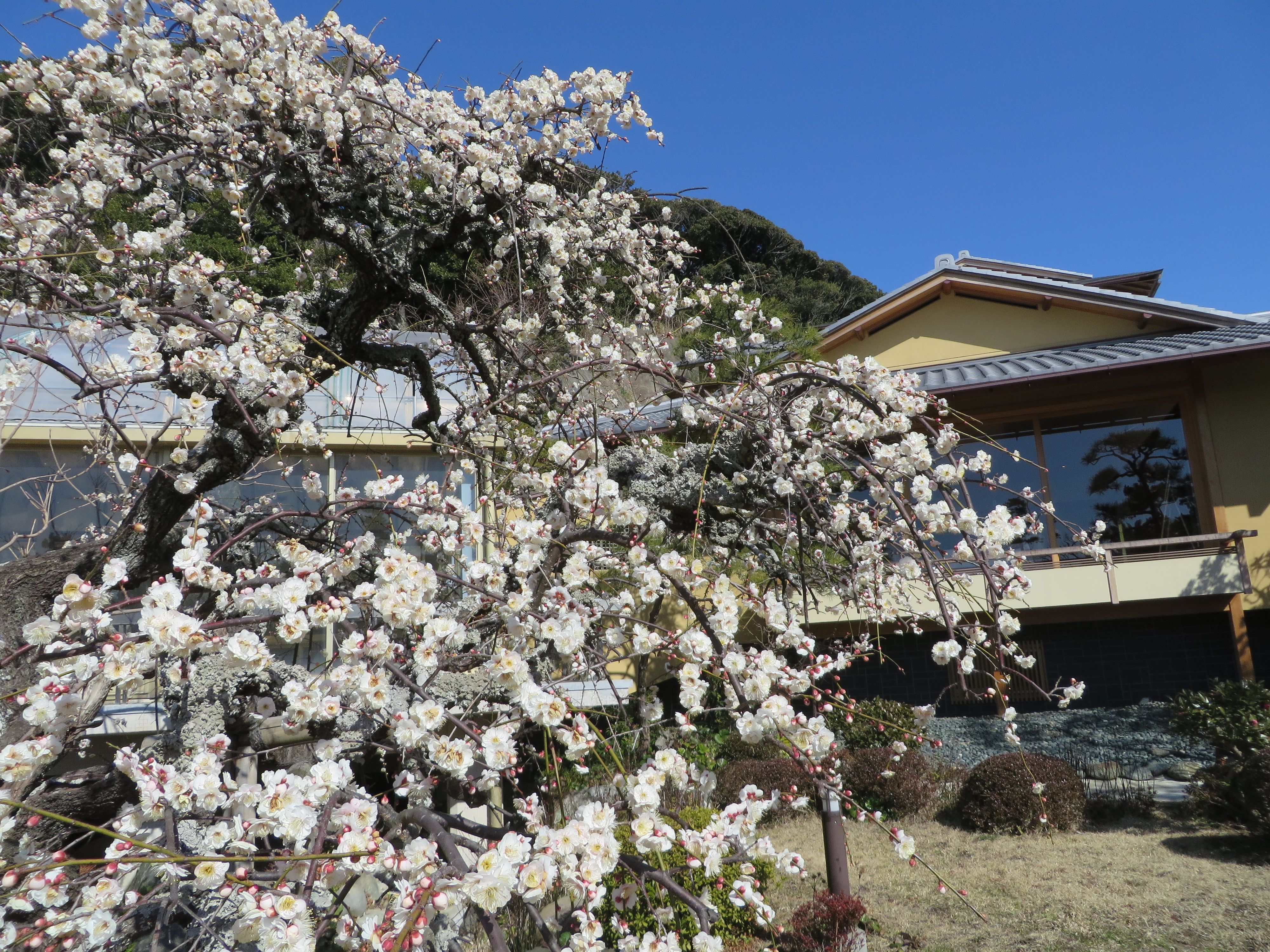 大磯城山公園・梅