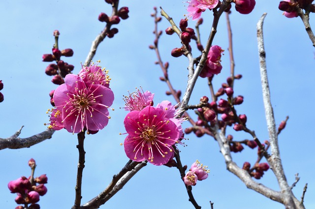 くりはま花の国　今週のお勧め（横須賀市）