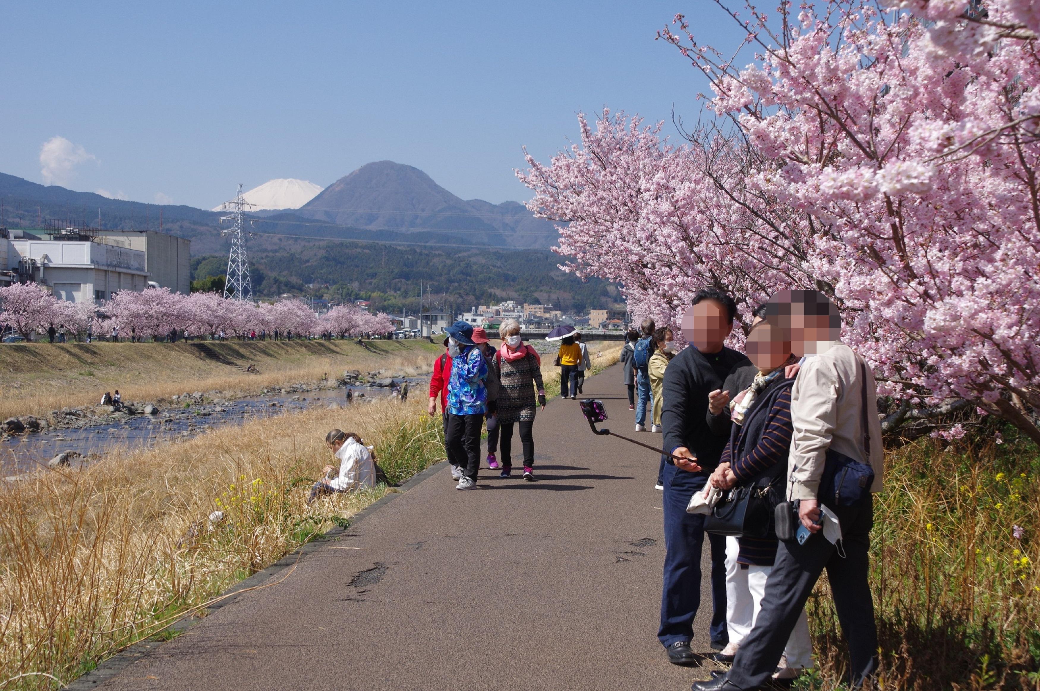 春木径・幸せ道の春めき桜（南足柄市）