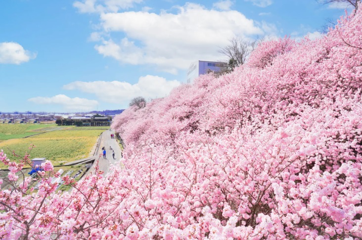 一の堰ハラネ　（春めき桜）